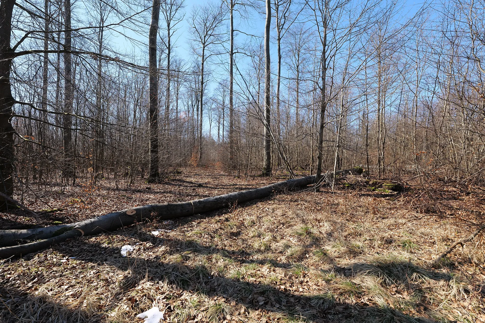 Photo showing: Schepferkopf im Spessart in Steinau an der Straße.