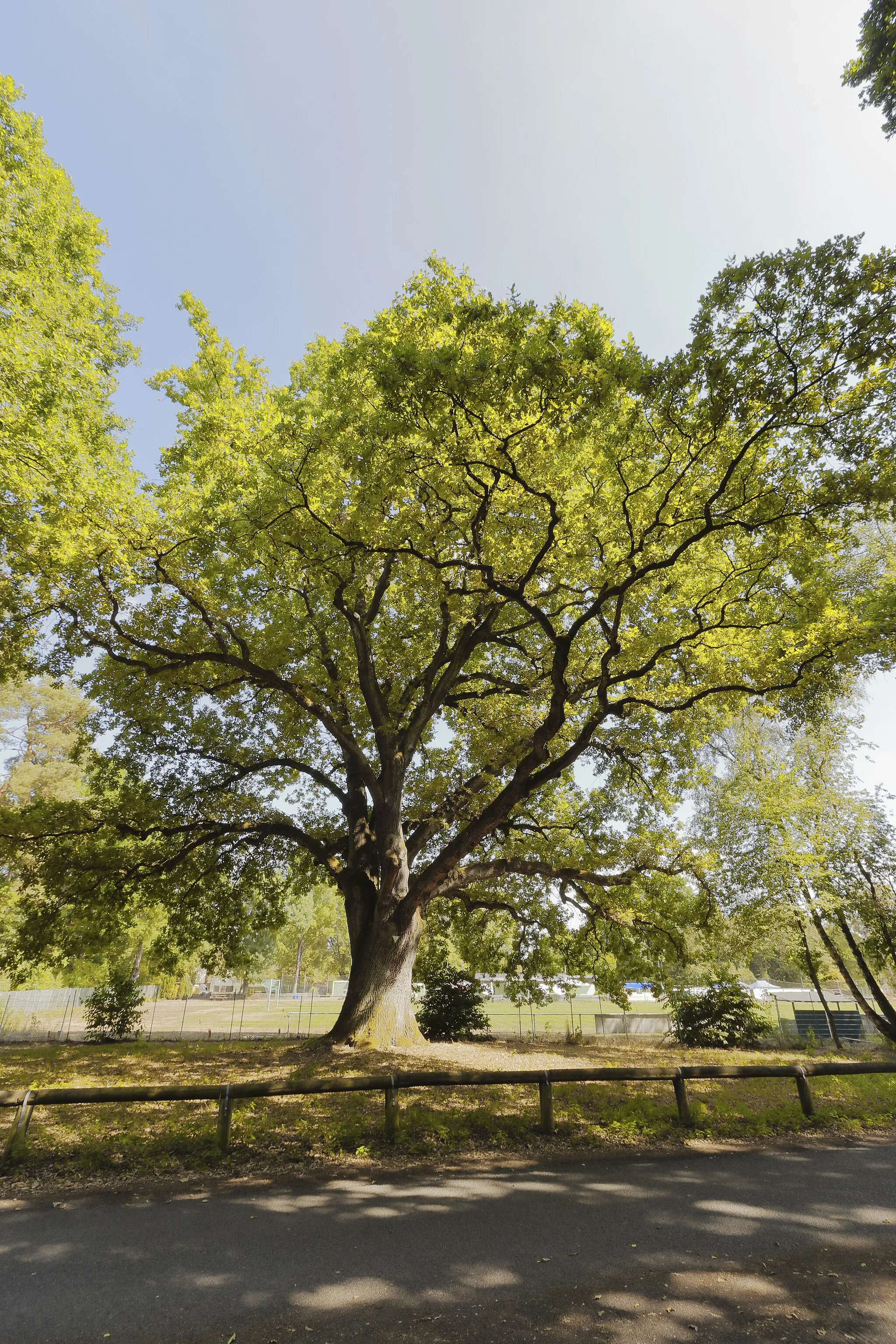 Photo showing: Hanau-Steinheim, nature monument pedunculate oak at Rabenstein