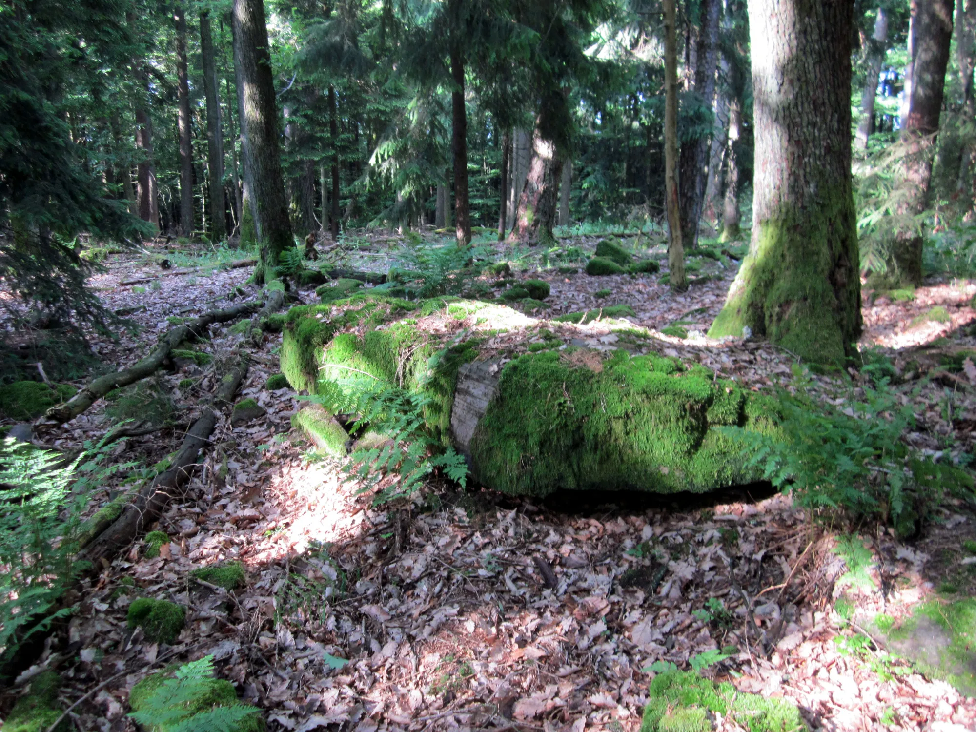 Photo showing: Überreste eines Gebäudes am Schubertswald, Spessart, am aufsteigenden Steinbachtal