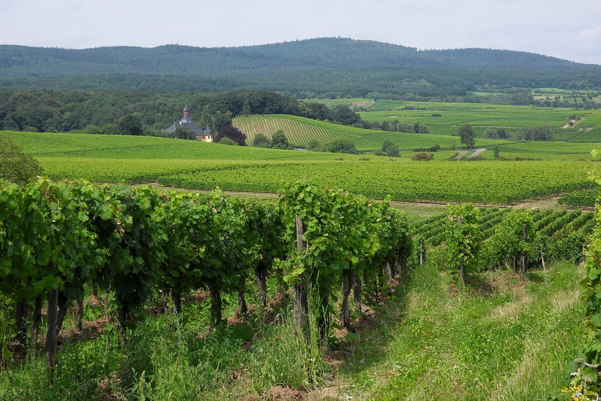 Photo showing: Blick von der Anhöhe bei Johannisberg nach Osten über die Weinberge von Oestrich-Winkel mit Schloss Vollrads und der Hallgarter Zange