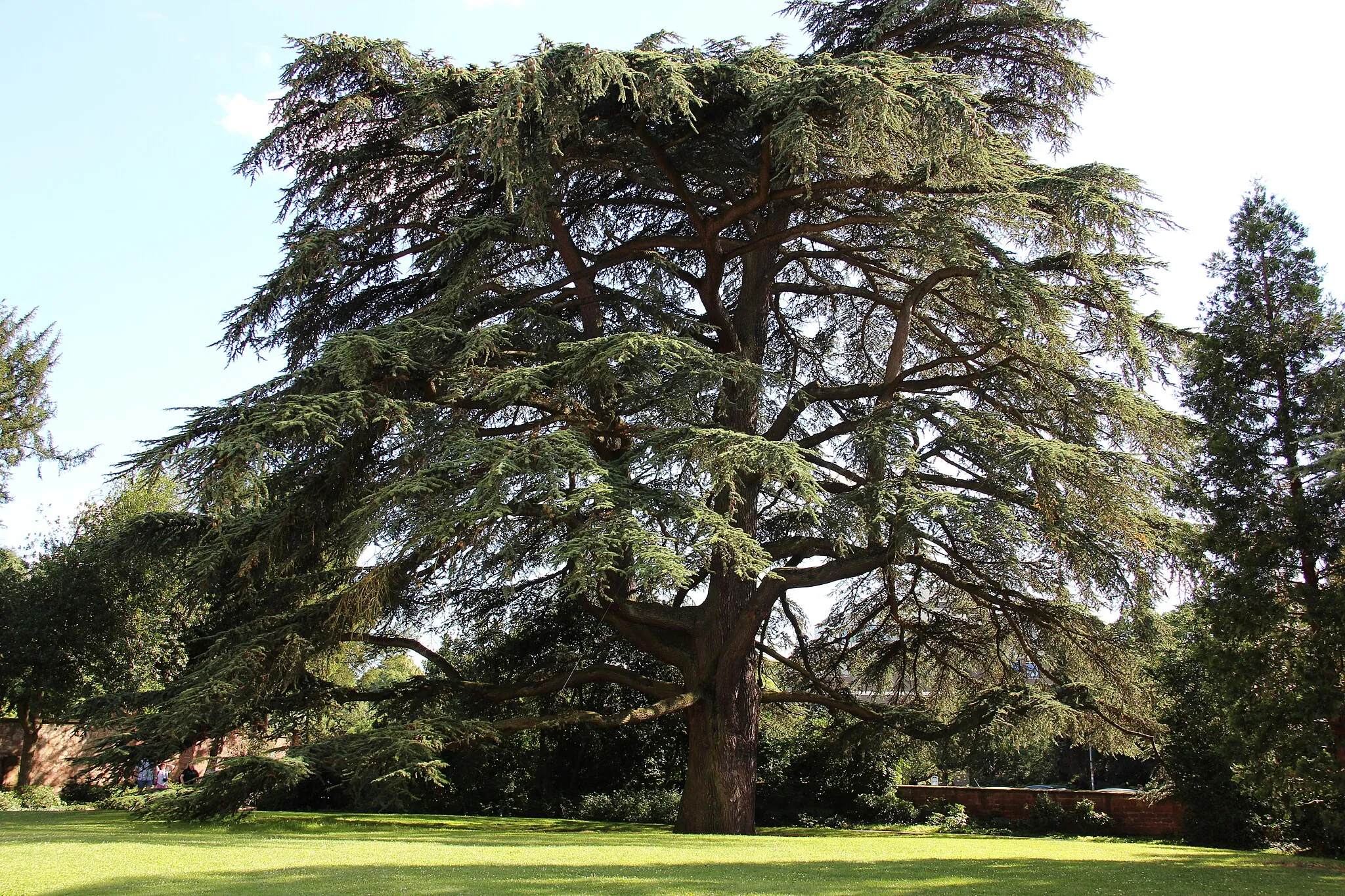 Photo showing: Lebanon Cedar in Weinheim (Germany) planted approx. 1720