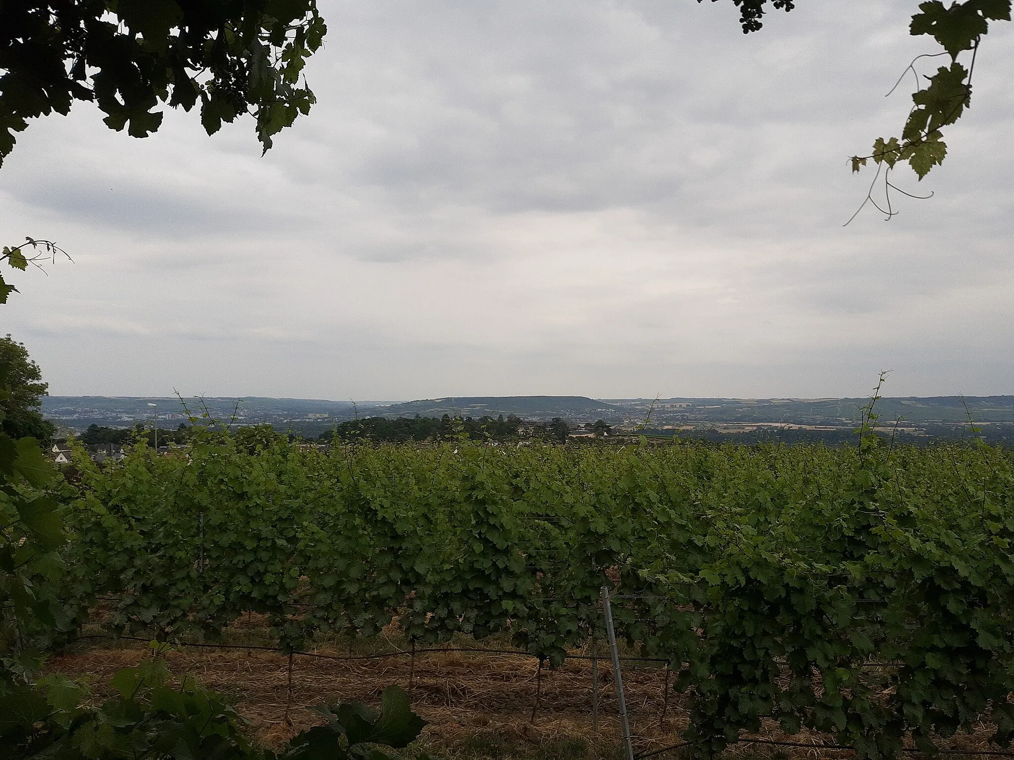 Photo showing: Goldatzel view across vineyards south to Johannisberg and Rheinhessen
