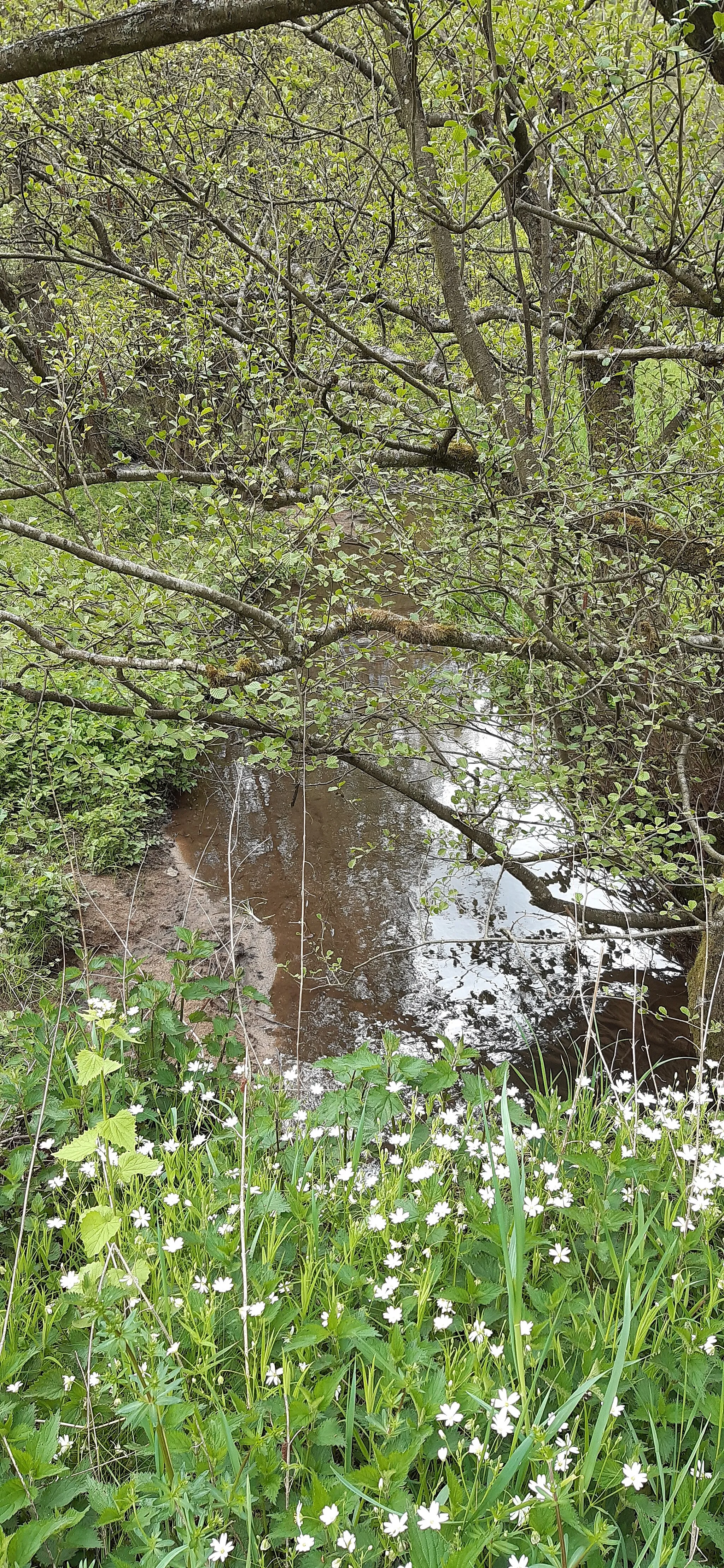 Photo showing: Der Lenzenbach von der Brücke am Wiesenweg südlich des Waldecker Schlosswalds