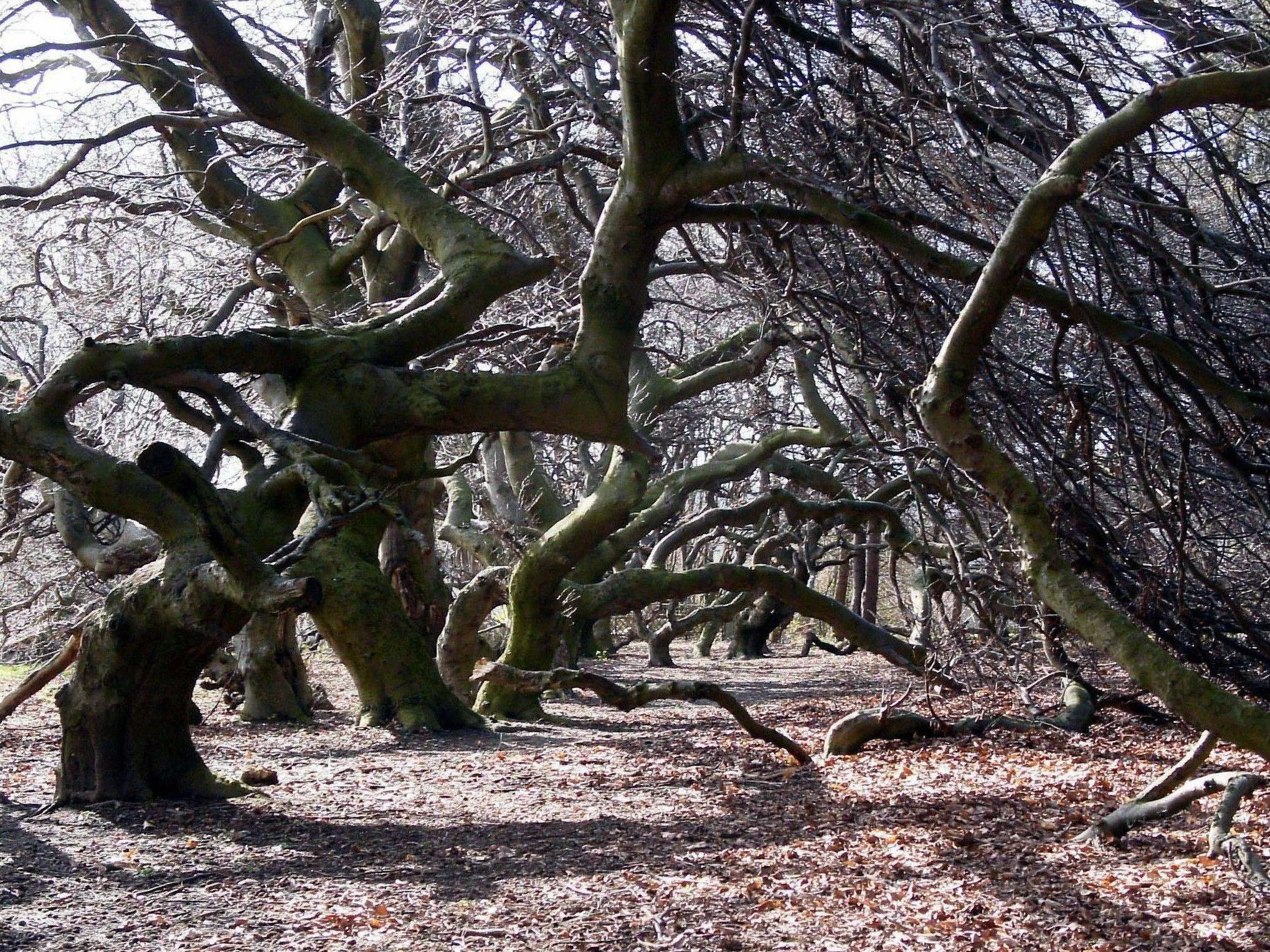 Photo showing: Round about 100 Dwarf Beeches in the Kurpark (spa gardens) of Bad Nenndorf in Lower Saxony (Germany), up to 100 years old. In 1930 approximately 20-30 Dwarf Beeches (10-20 years old and all of them seedlings of a very famous Dwarf Beech named Tilly-Buche) were plant in the park, the rest of the trees  came up from the resurfaced roots (not from seeds/beechnuts) in the following decades.