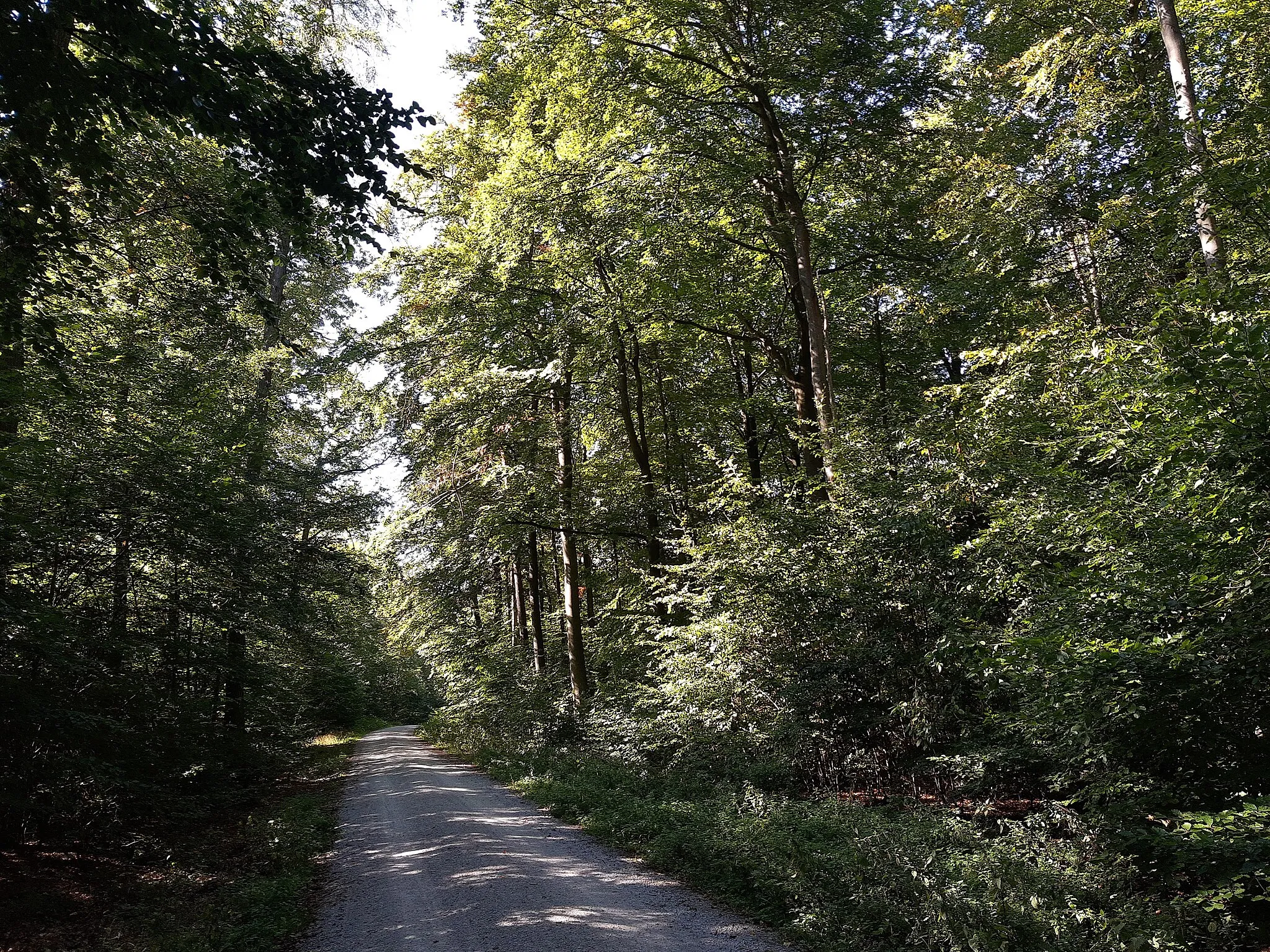 Photo showing: Beech forest above Neuhof, Limesradweg