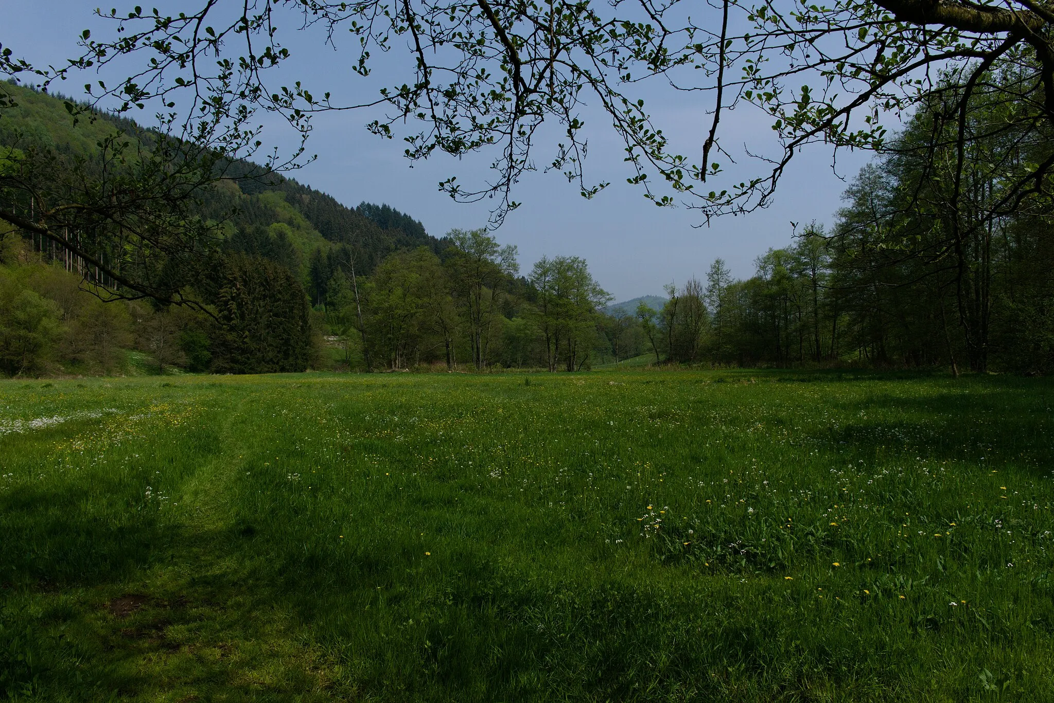 Photo showing: Das Bild zeigt einen Teil der Wiesen, die sich entlang des Ulfenbach durch das ganze Ulfenbachtal erstrecken.