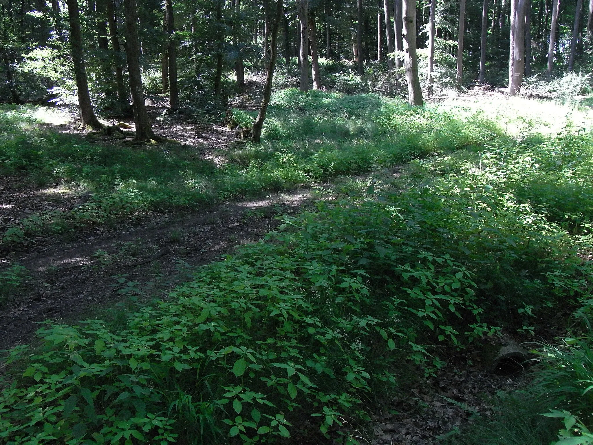 Photo showing: Durchlass unter dem Waldwege für Abflüsse von der Quellmulde an der Schlink, hinten mitte-rechts der Tümpel