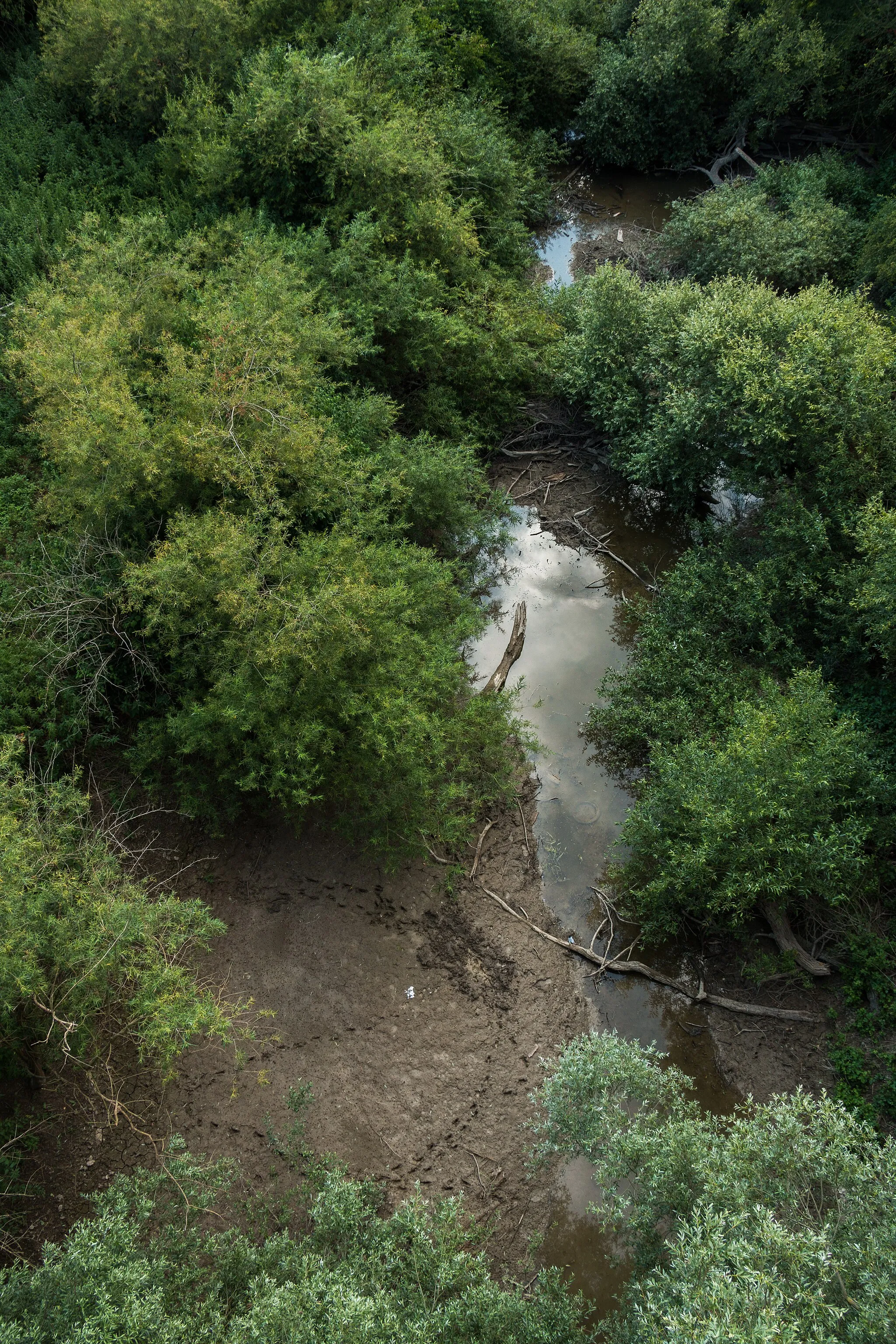 Photo showing: Floodplain forest with animale tracks in the nature reserve Rettbergsaue