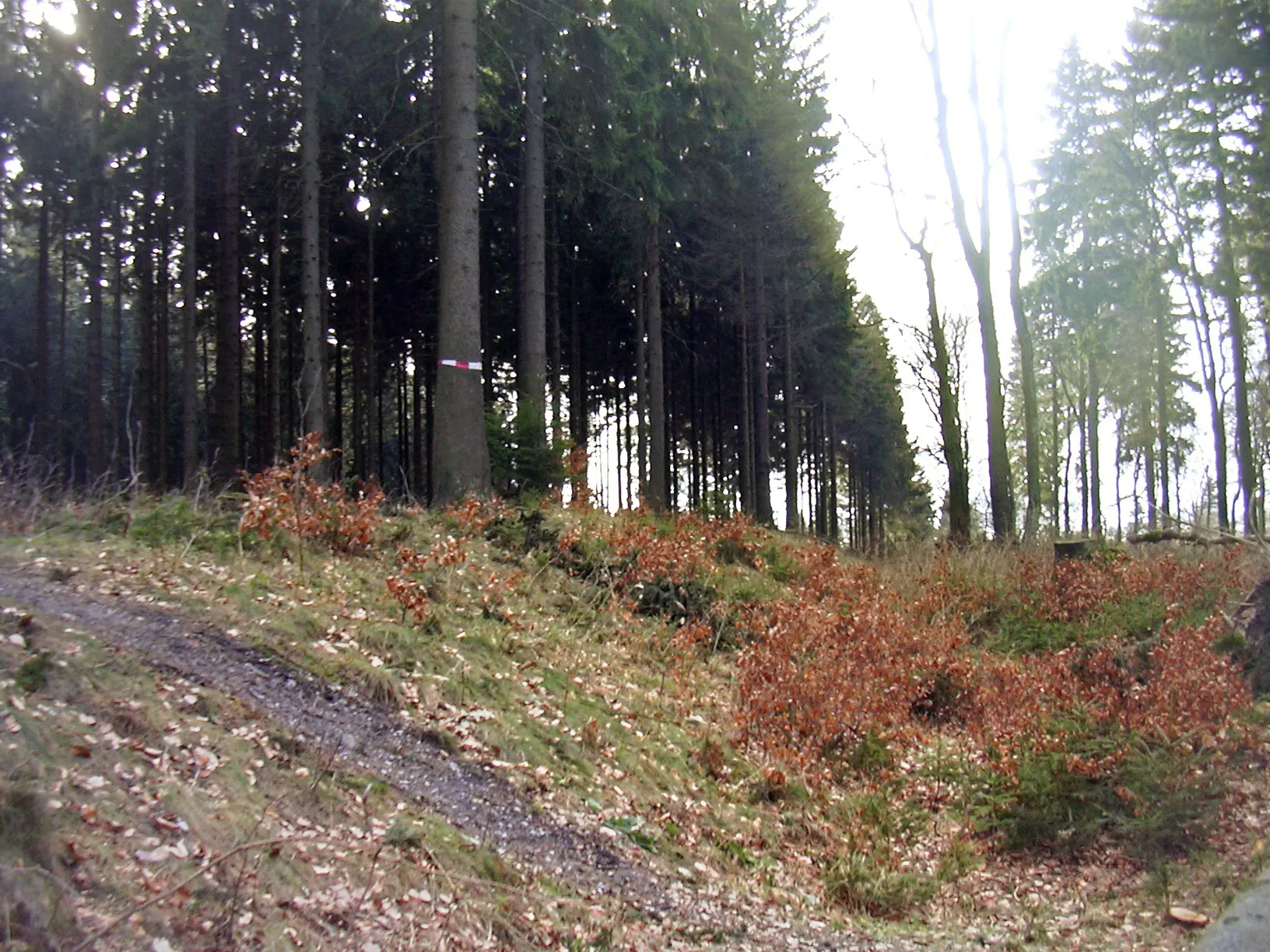 Photo showing: Limes near Großer Feldberg, Taunus/Germany