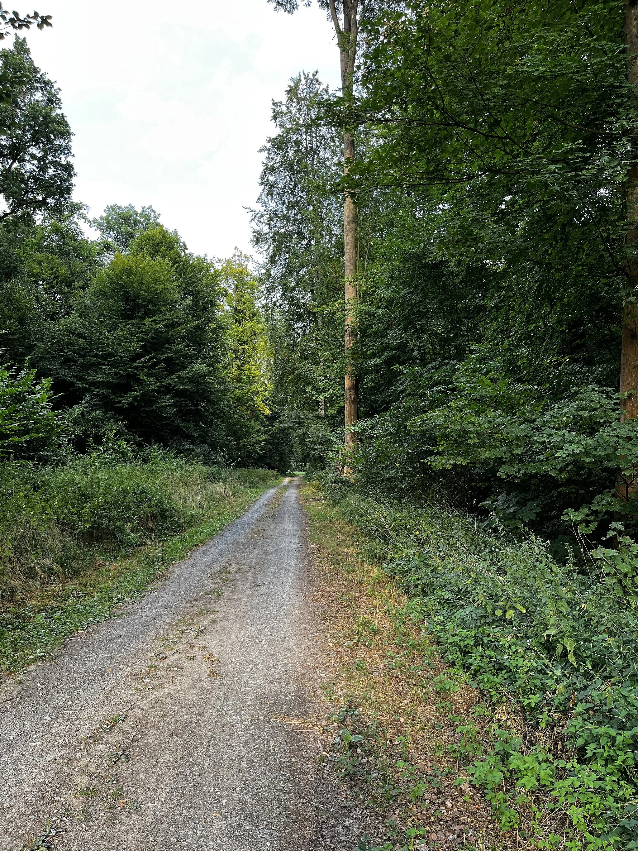 Photo showing: Erlenteichweg bei Maisbach (Nußloch) mit 100jähriger Esche. Einst ein Feuchtwald, durch Klimawandel und Wassermangel stark beeinträchtigt.