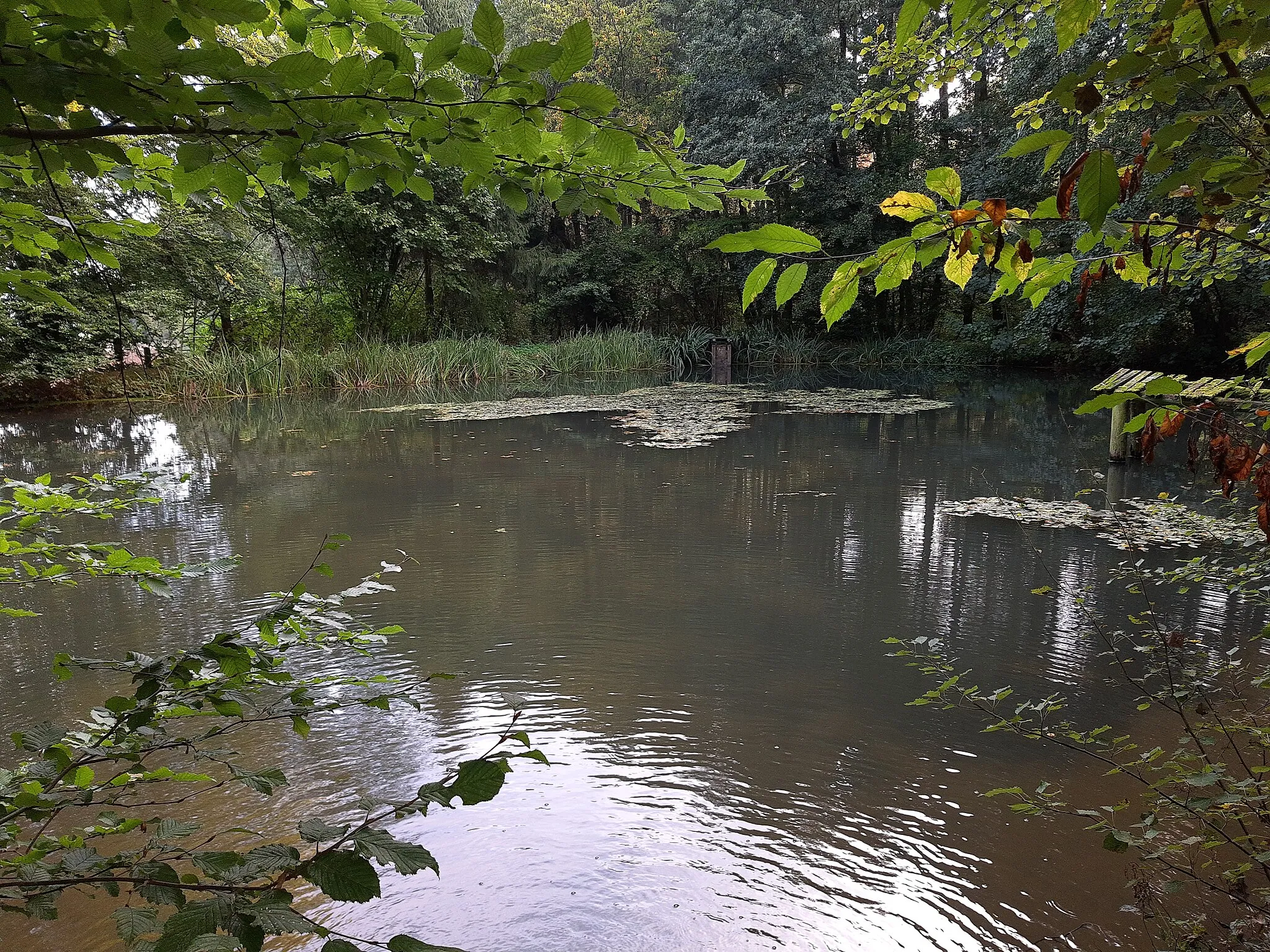 Photo showing: Pond in forest, Walsdorf