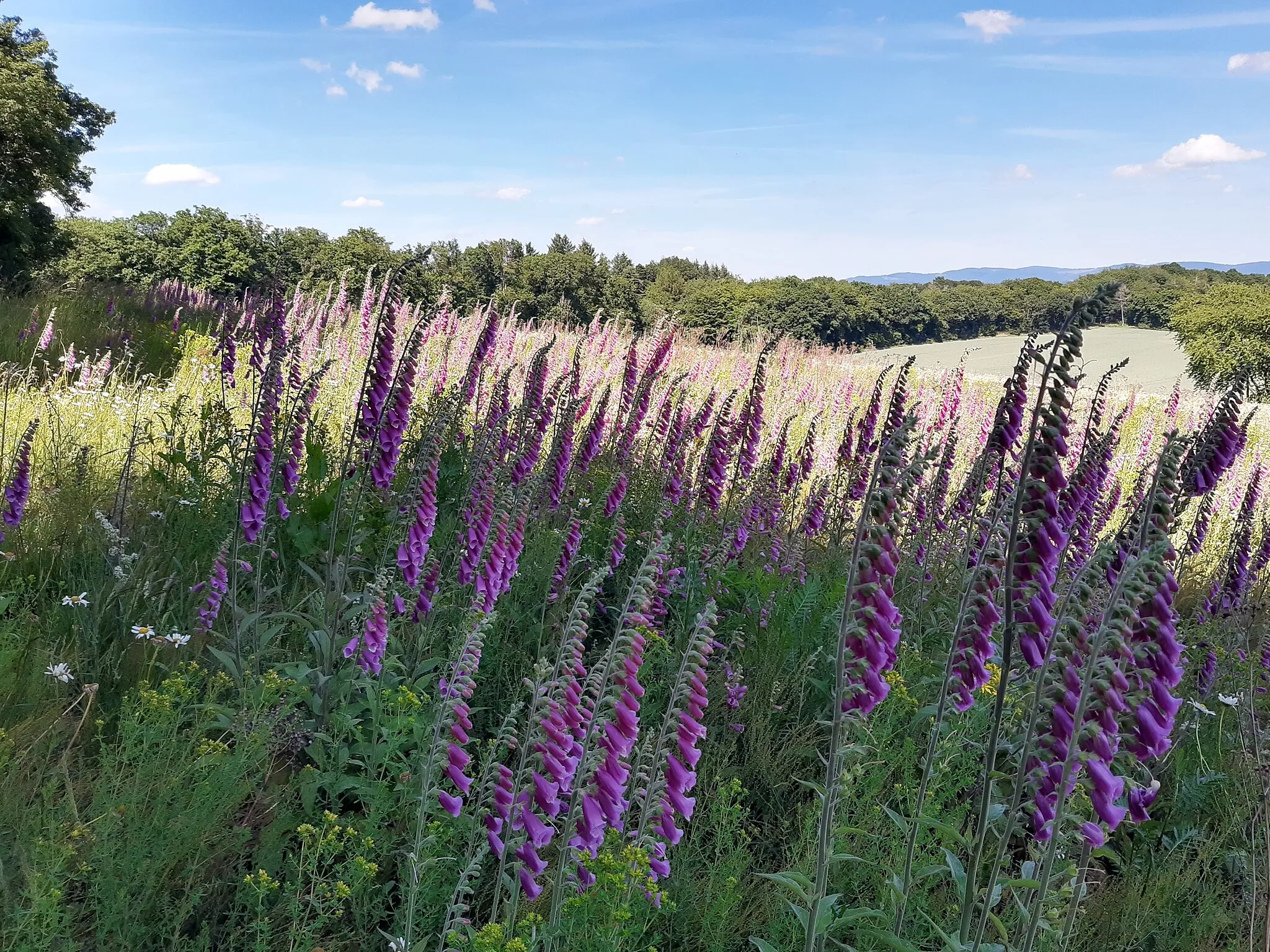 Photo showing: Foxglove silhouette, Eschenhahn