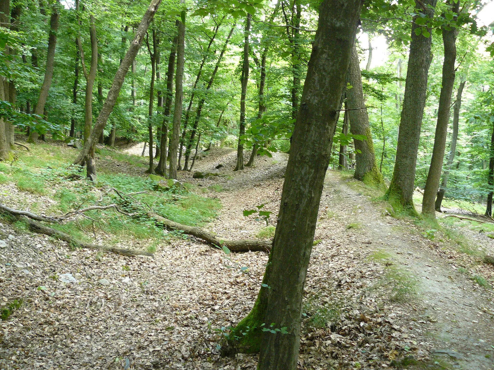 Photo showing: Medieval circular rampart on mountain Hünerberg (Taunus, Germany)