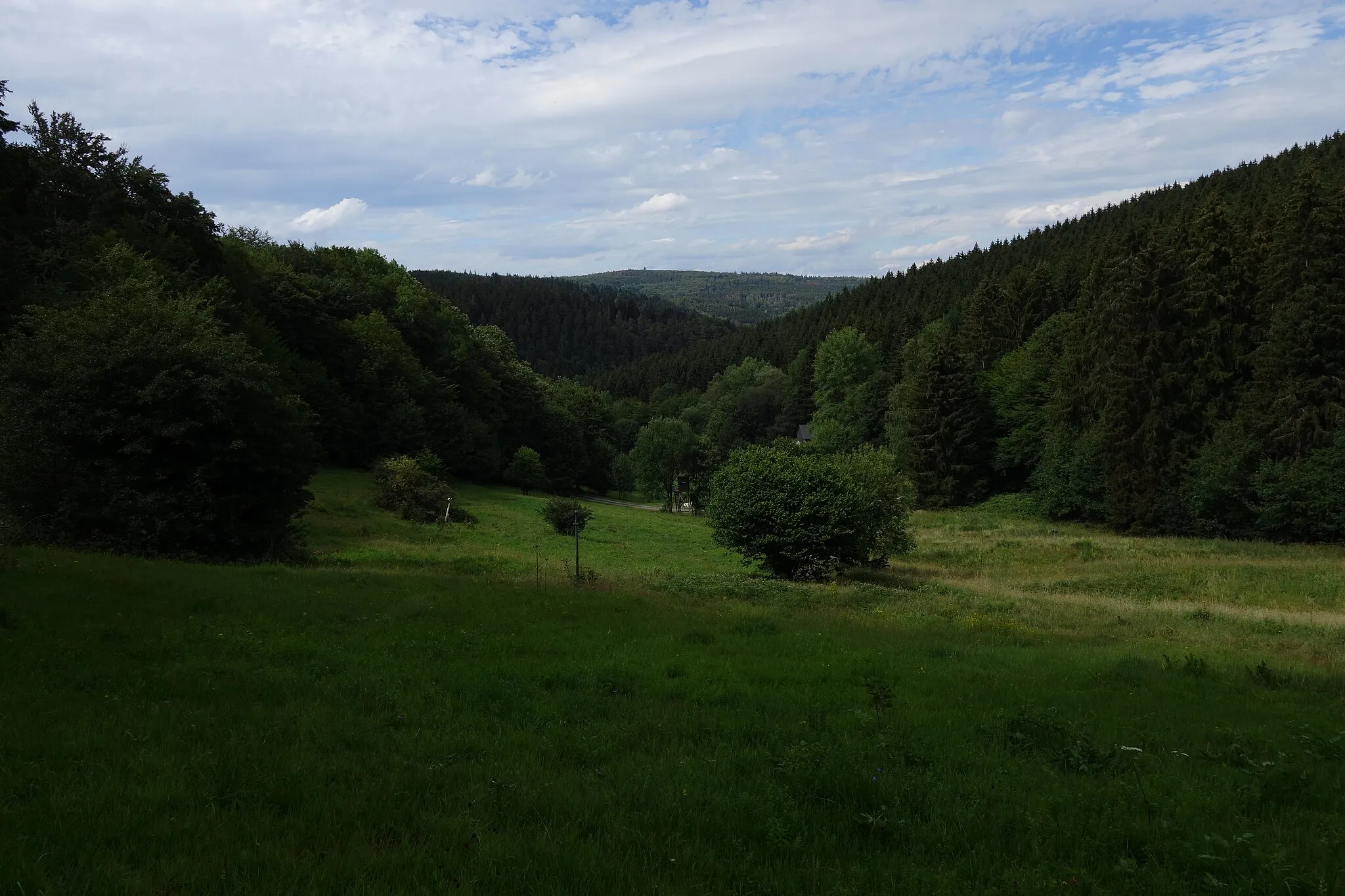 Photo showing: Tal zwischen Sängelberg und Pfaffenrod (Taunus)