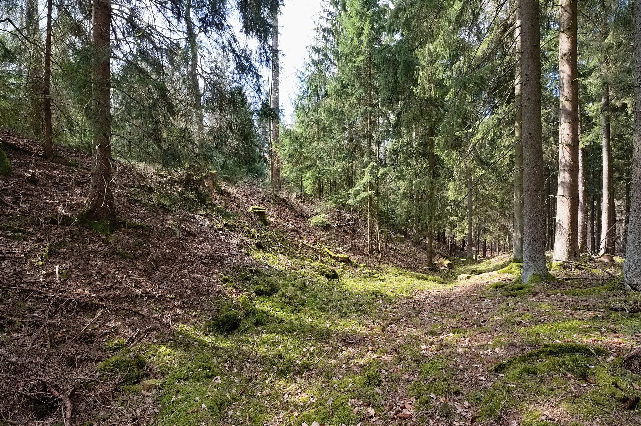Photo showing: Remains of the Celtic oppidum "Heidetränk Oppidum" near Oberursel, Taunus, Germany. View along the outside of the northern rampart in western direction.