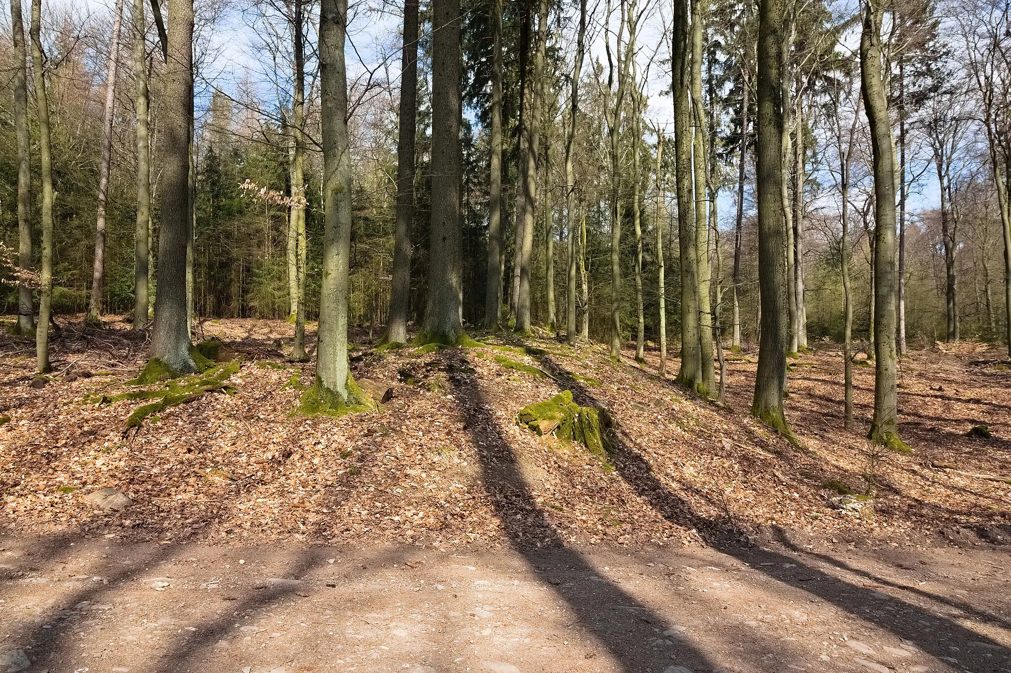Photo showing: Remains of the Celtic oppidum "Heidetränk Oppidum" near Oberursel, Taunus, Germany. View along the large eastern rampart in northern direction. (In the foreground the forest track leading from left to right intersects the remains of the rampart.)