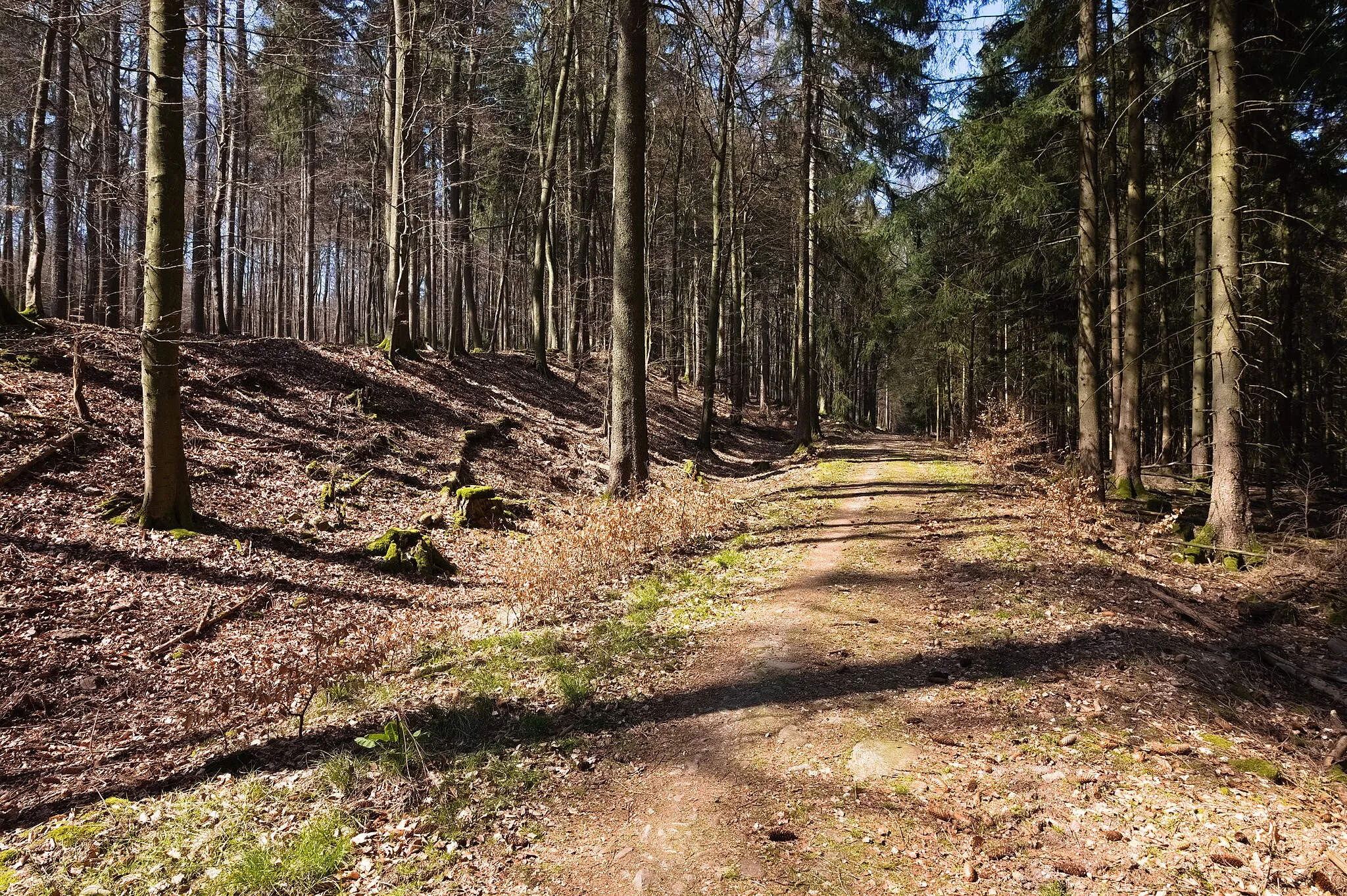 Photo showing: Remains of the Celtic oppidum "Heidetränk Oppidum" near Oberursel, Taunus, Germany. View along the outside of the eastern rampart (left on the picture) in northern direction.