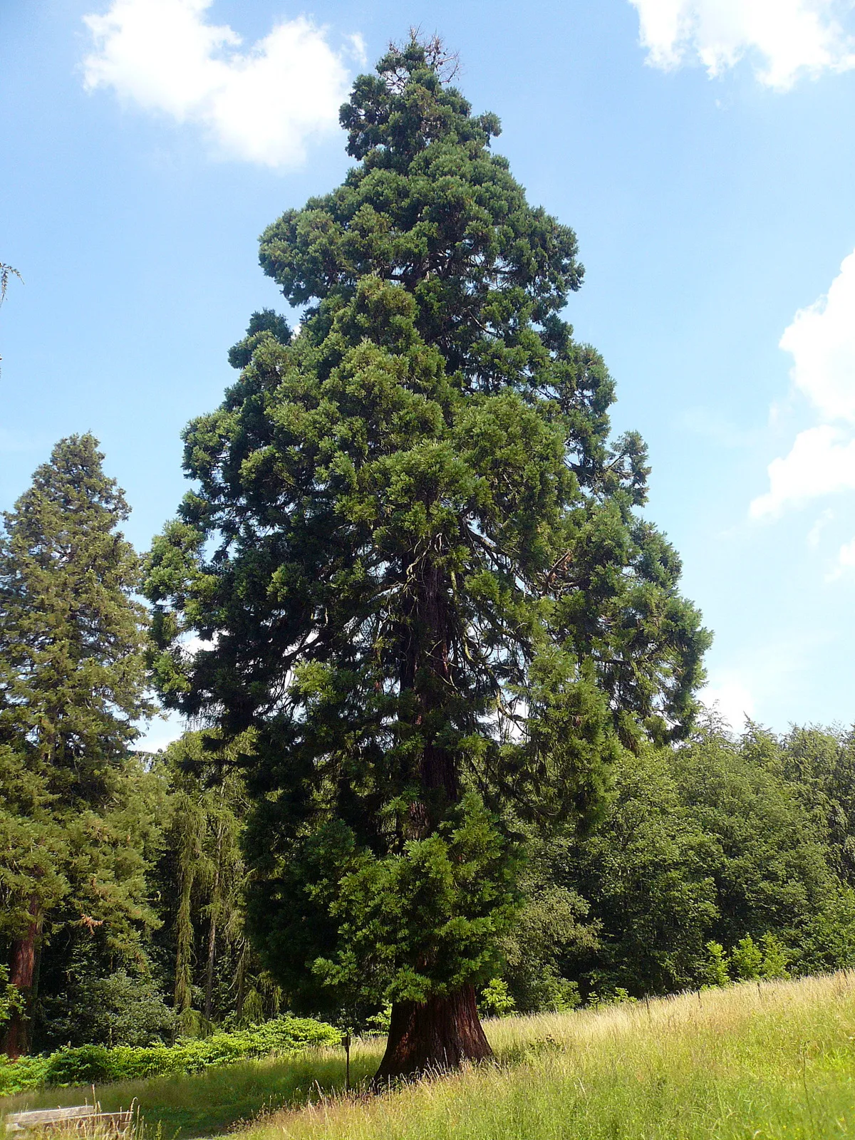 Photo showing: Riesenmammutbaum bei Schotten