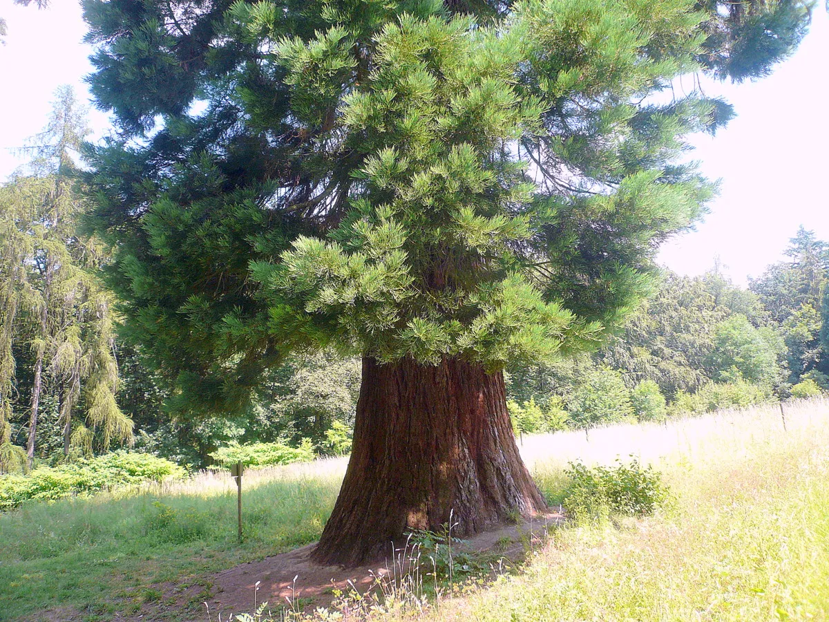 Photo showing: Mammutbaum bei Schotten