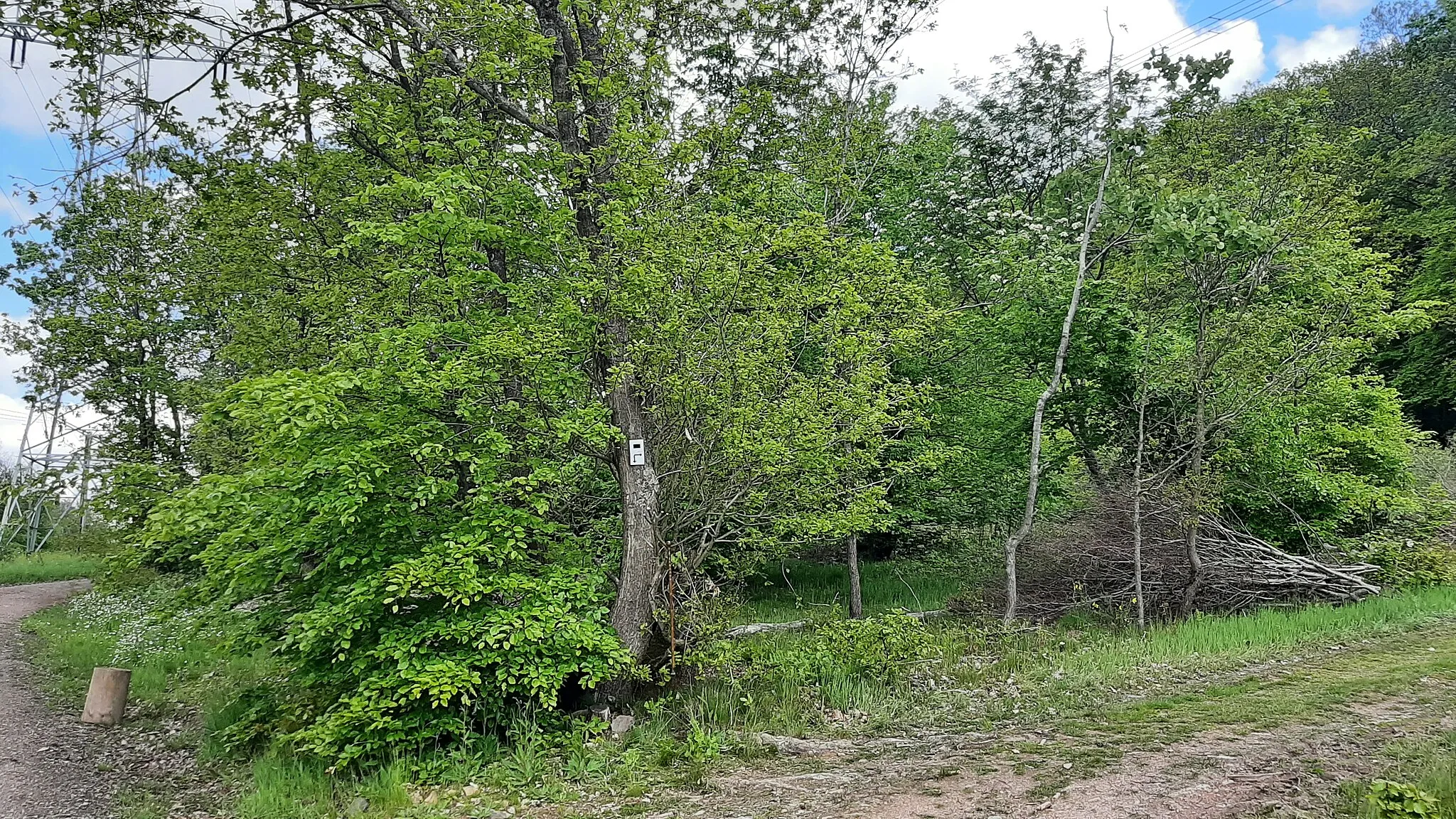 Photo showing: Einmündung des Taunusklub-Wanderwegs 103 in die Hochspannungsschneise nördlich des Eselskopfs.