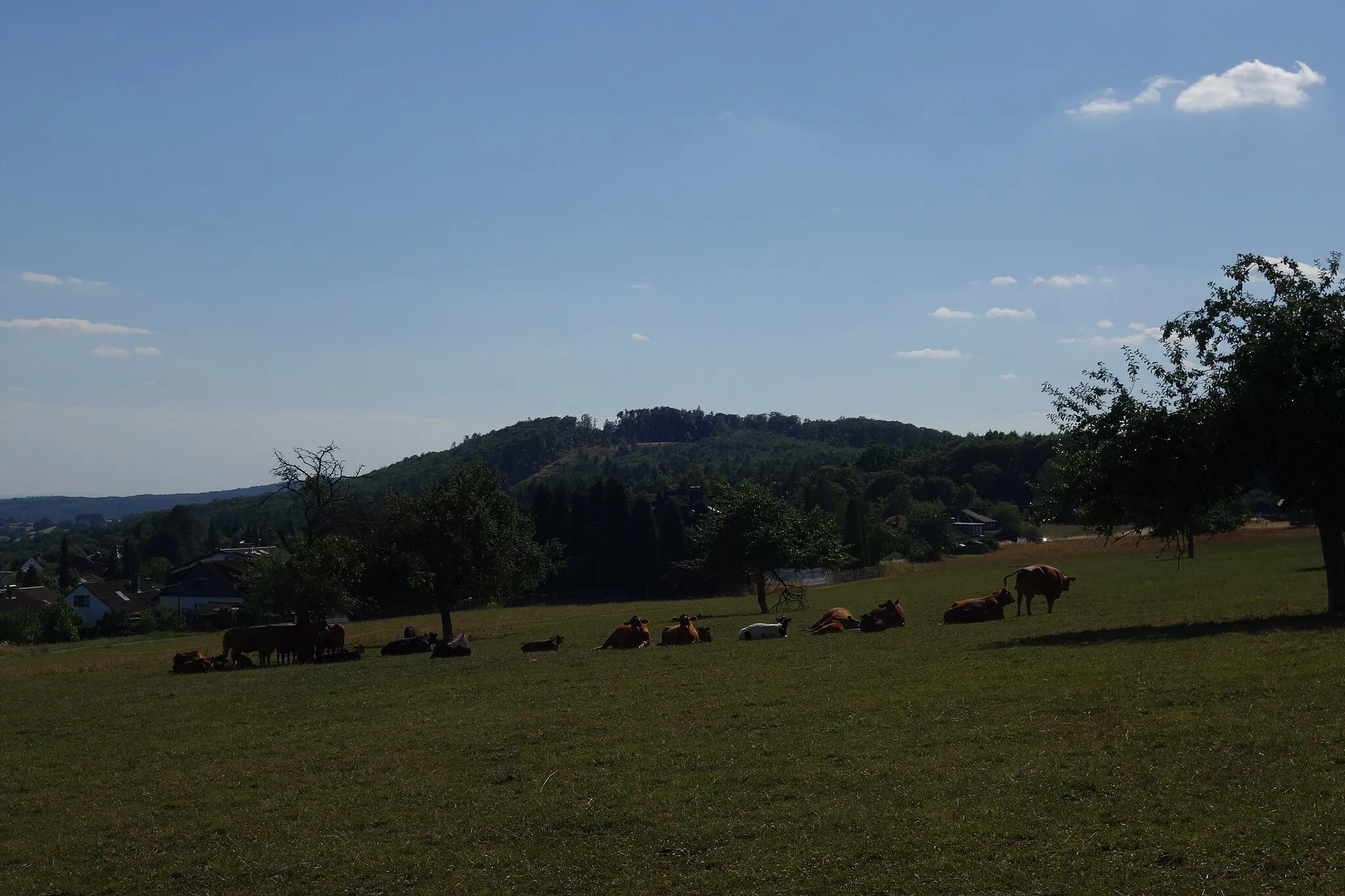 Photo showing: Taunus mountain Butznickel near Schloßborn as seen from northeast