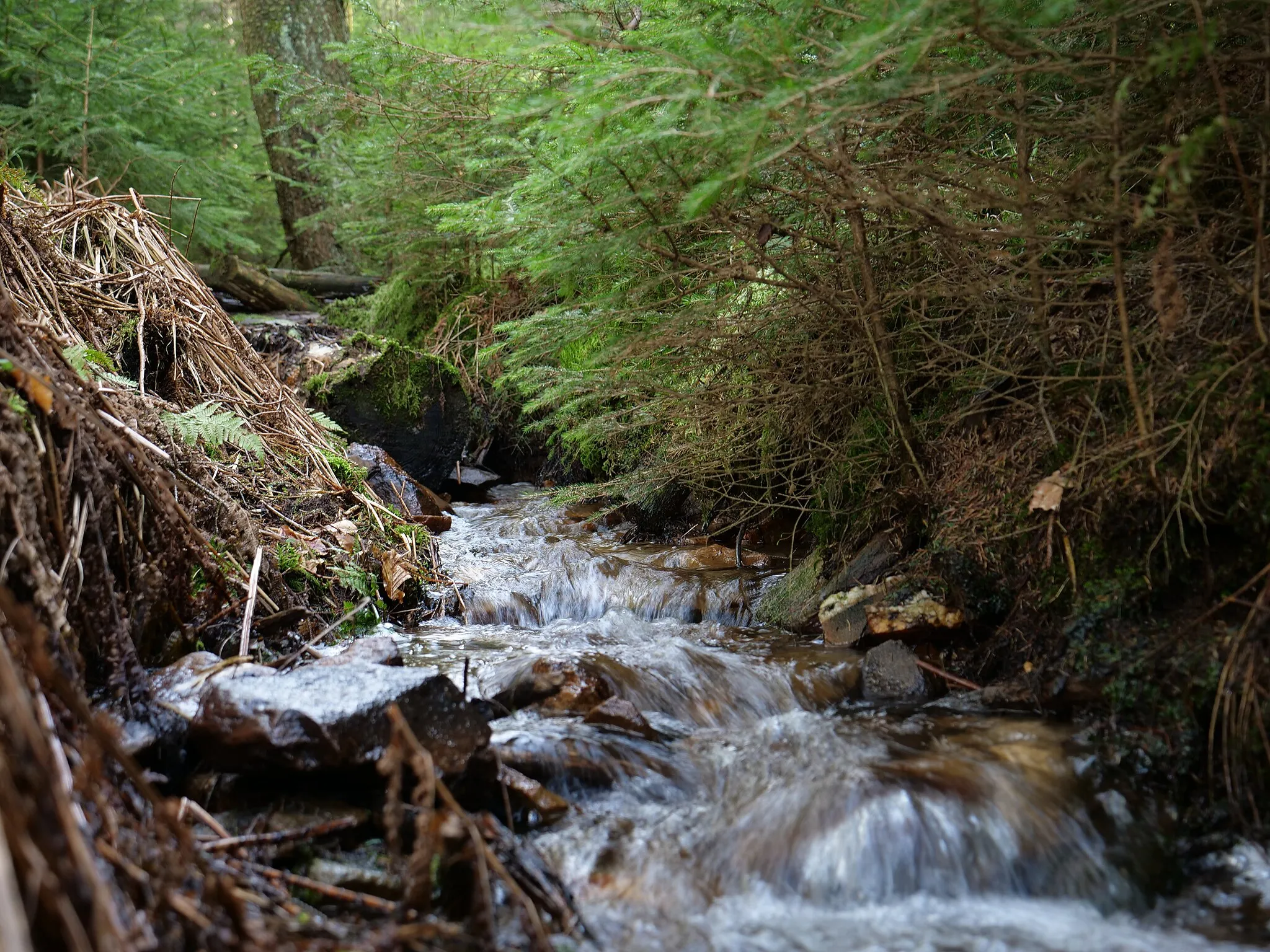 Photo showing: Kleiner Bach an der Aubachquelle im feuchten Fichtenwald.