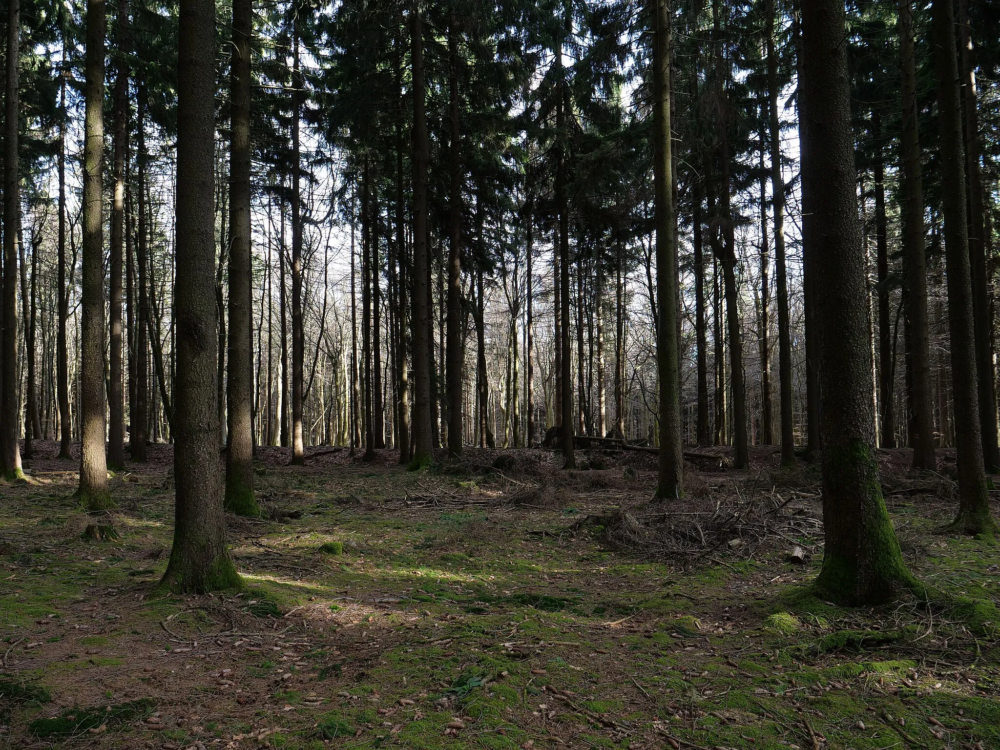 Photo showing: Fichtenwald mit dem Limes im Hintergrund.