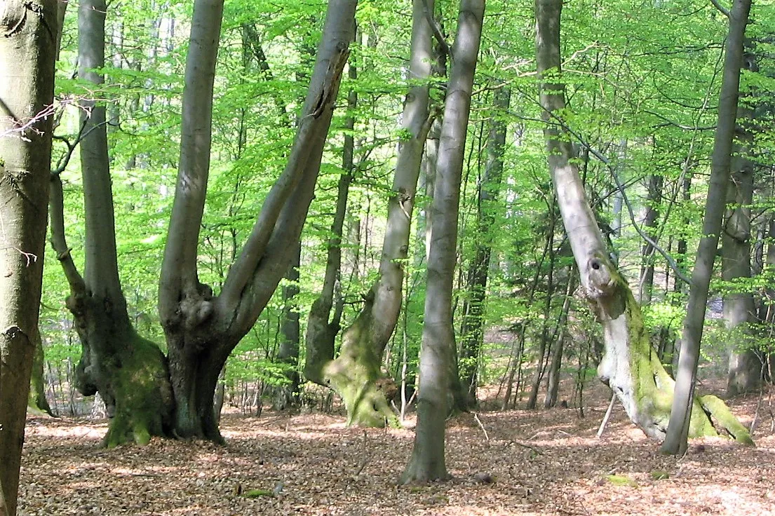 Photo showing: Drei alte Gebückbäume im Walddistrikt Wolfsrück nördlich des Erbacher Kopfs, erkennbar an den bis in Mannshöhe reichenden knorrigen Verwachsungen und Verzweigungen des Stamms