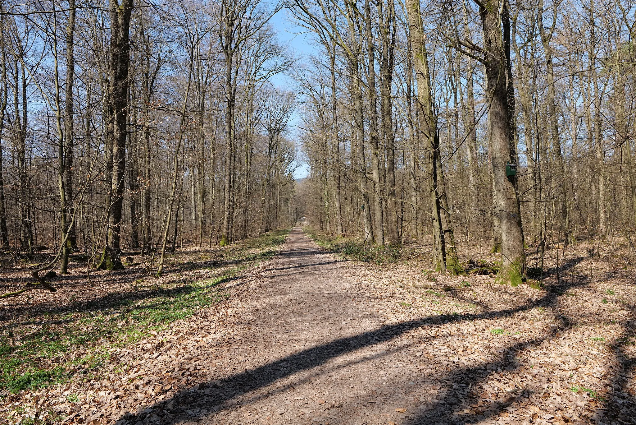 Photo showing: Wald am Börnchesberg in Kronberg am 25. März 2020.