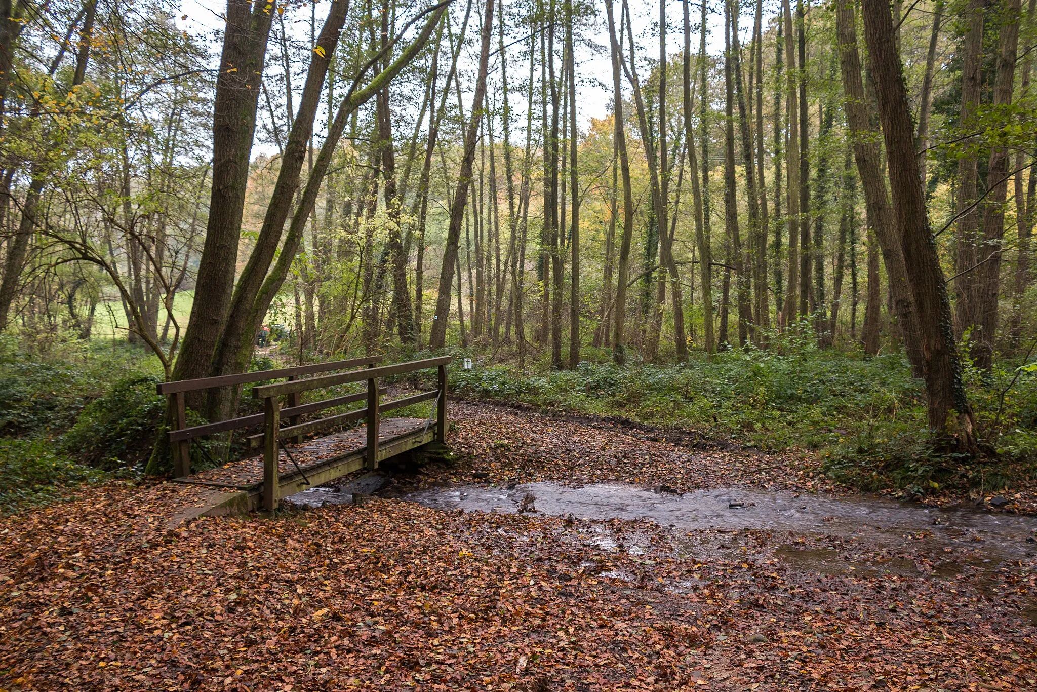 Photo showing: The Elsterbach creek in the Rheingau nearMarienthal