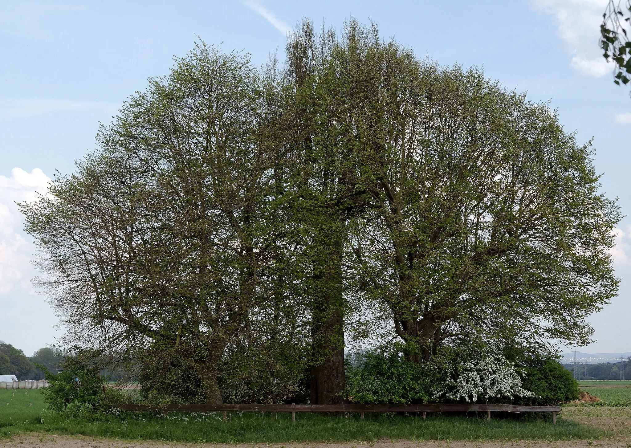 Photo showing: Naturdenkmal „Schöne Eiche“ bei Babenhausen (Hessen), Ortsteil Harreshausen.