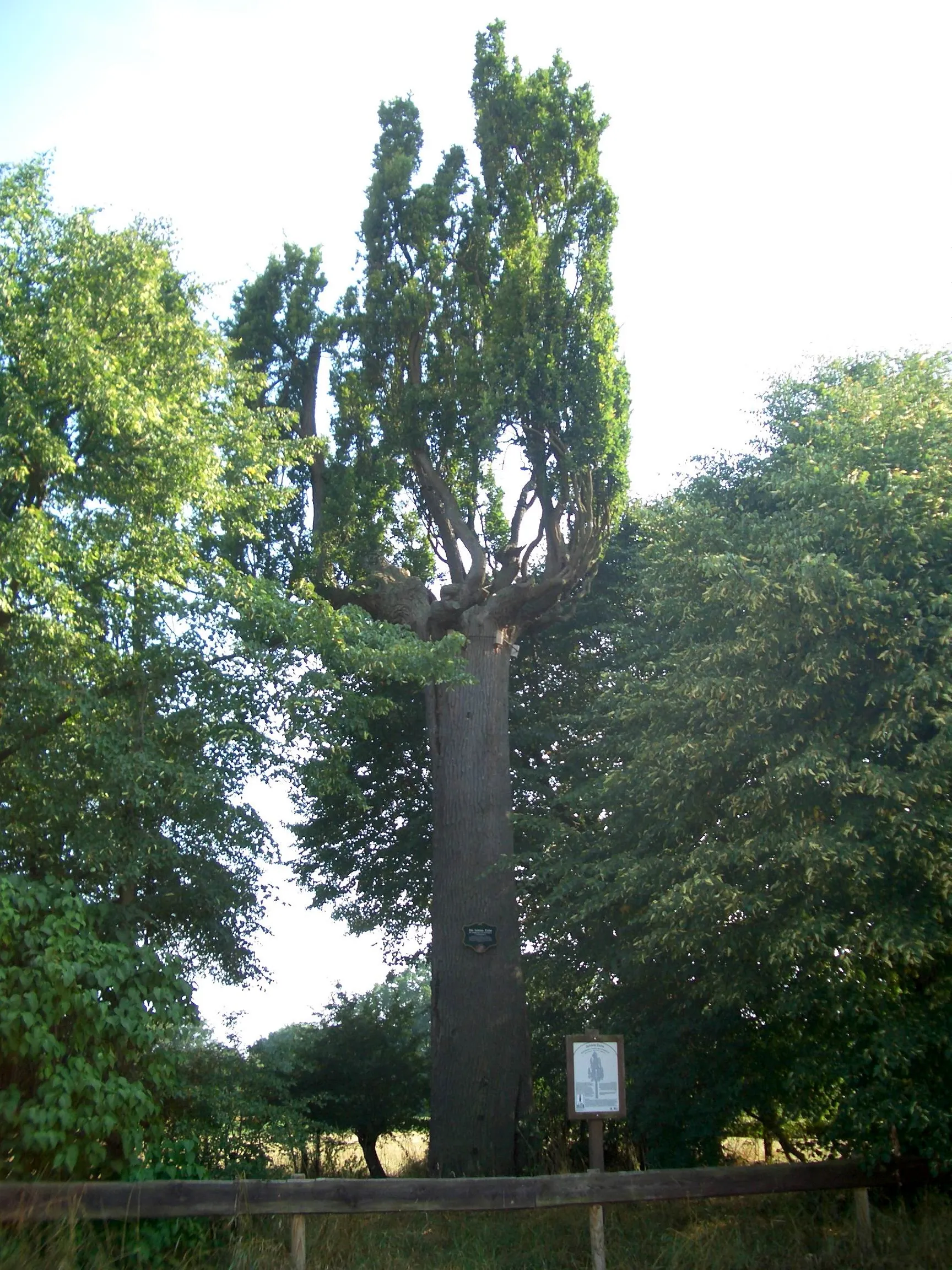 Photo showing: Quercus robur 'Fastigiata' in Harreshausen, Germany