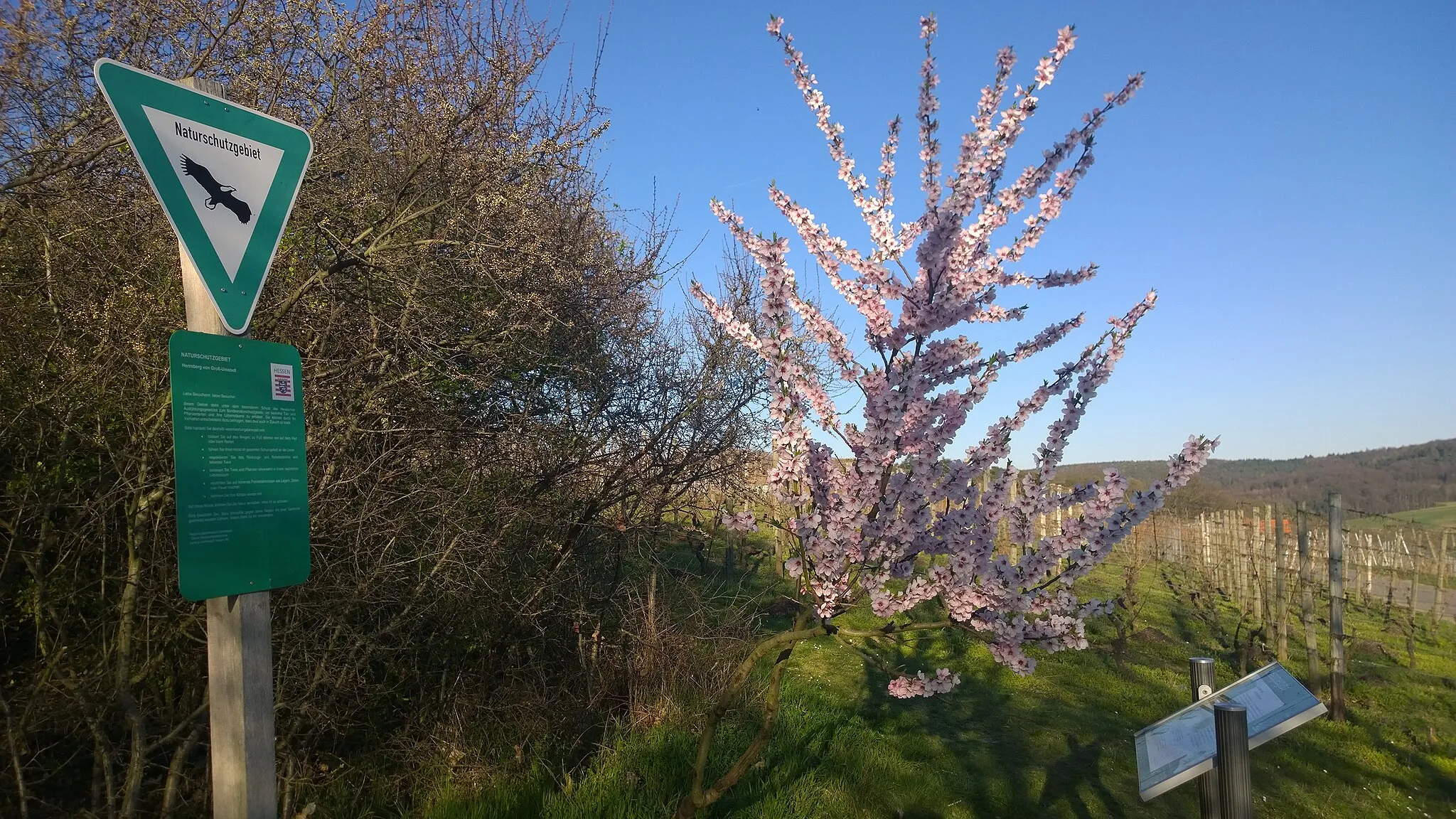 Photo showing: Naturschutzgebiet Schild am ND Hainrichsberg, Blick in den Weinberg