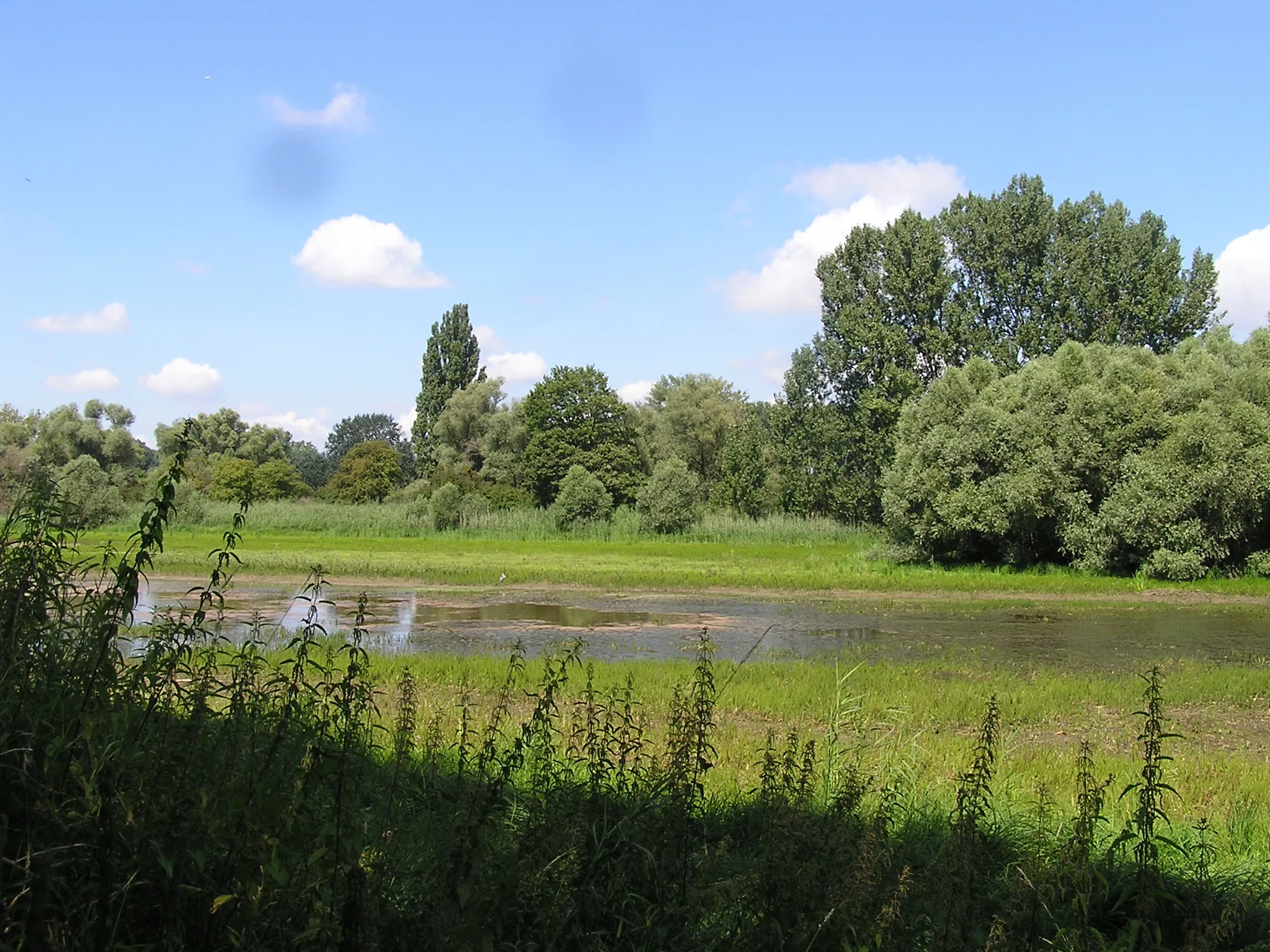 Photo showing: Nature reserve Kuehkopf-Knoblochsaue. The photo shows one of the bayous of the Rhine. It is marshy, but flood fills the area widely with water.