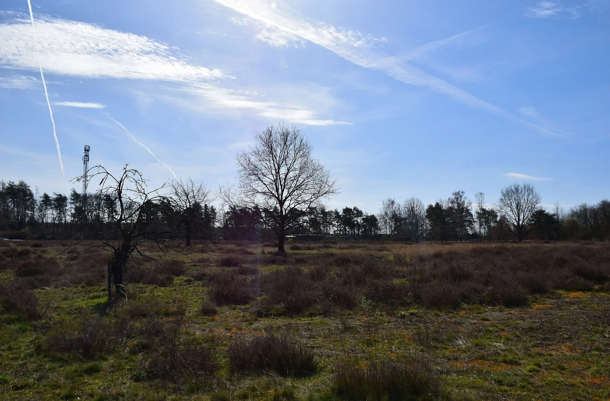 Photo showing: Heidewiese am Eulerweg südöstlich von Waldacker (Rödermark)