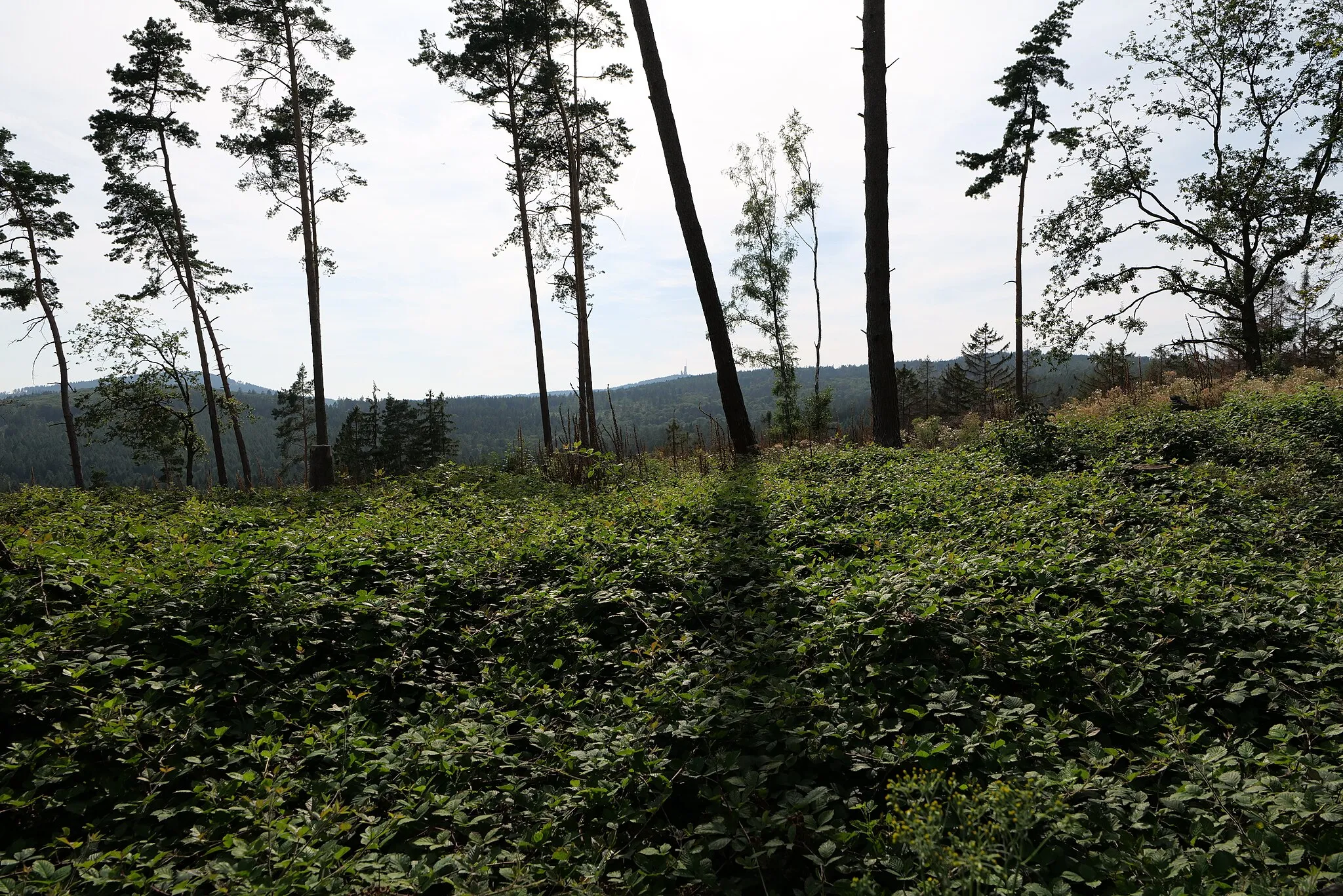 Photo showing: Bleibeskopf im Taunus.