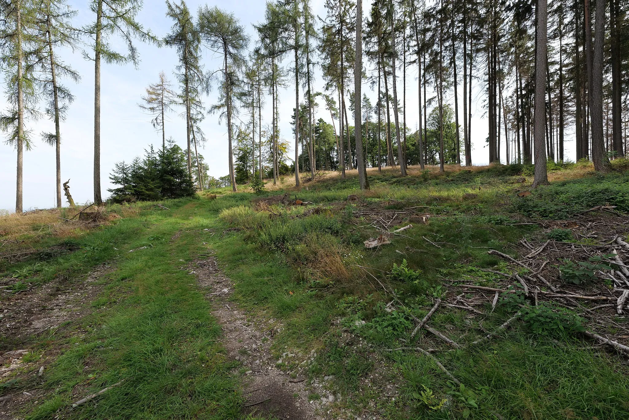 Photo showing: Bleibeskopf im Taunus.