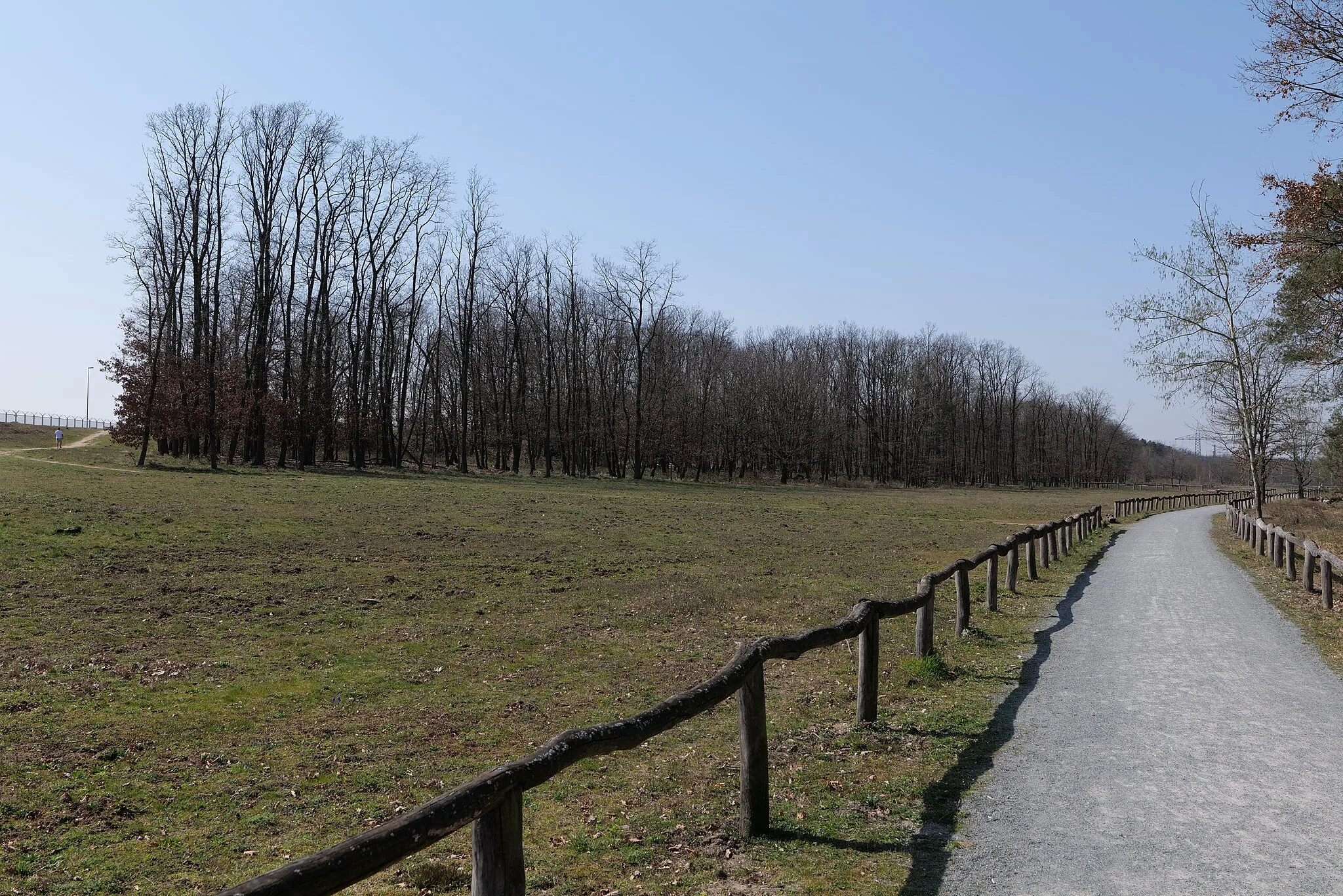 Photo showing: Kelsterbacher Wald am 27. März 2020.