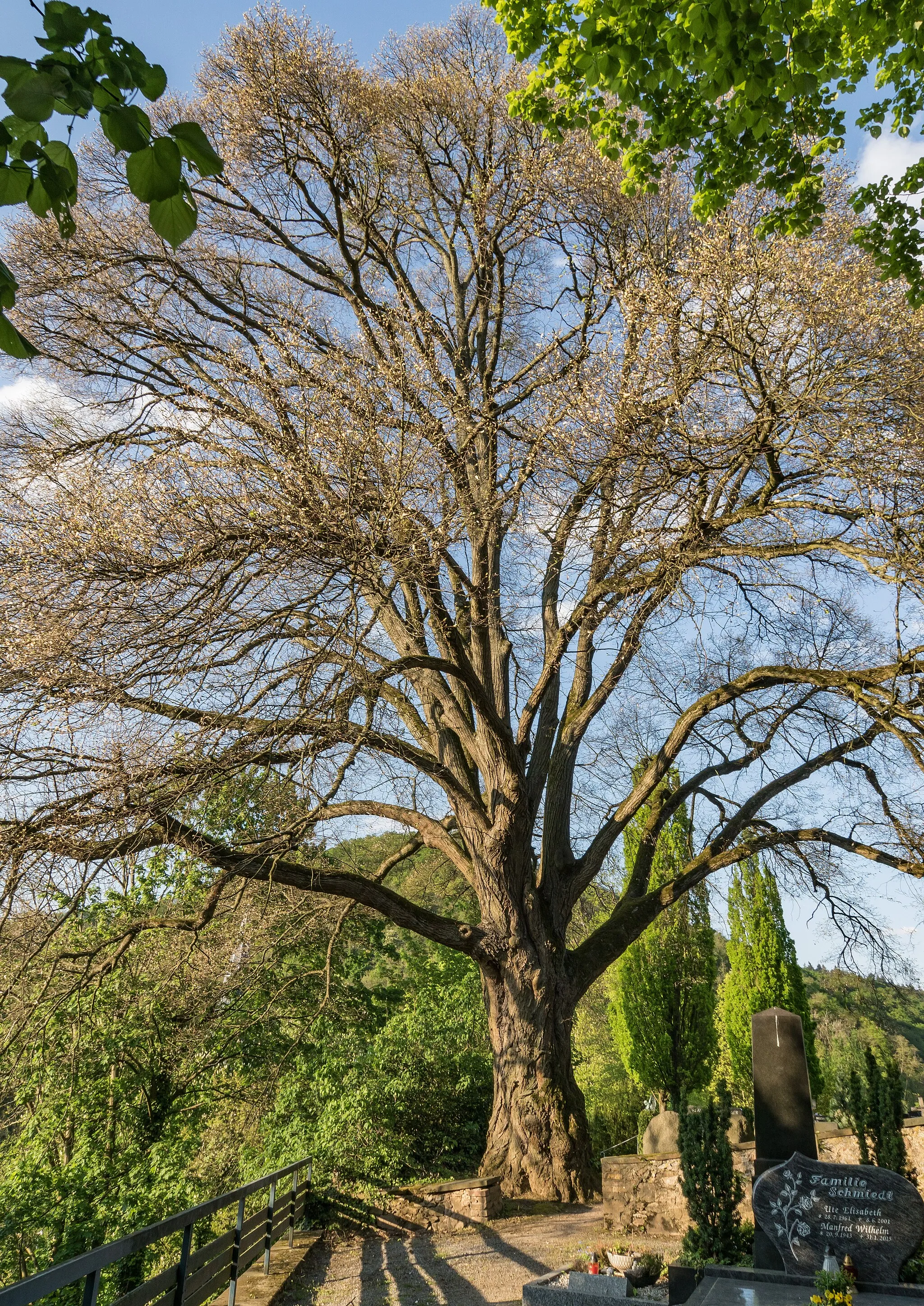 Photo showing: Die formschöne Winterlinde (Tilia cordata) mit mächtigem Stamm und ausladender Krone am Nordwestrand des Auerbacher Friedhofs. Naturdenkmal 431.2-11