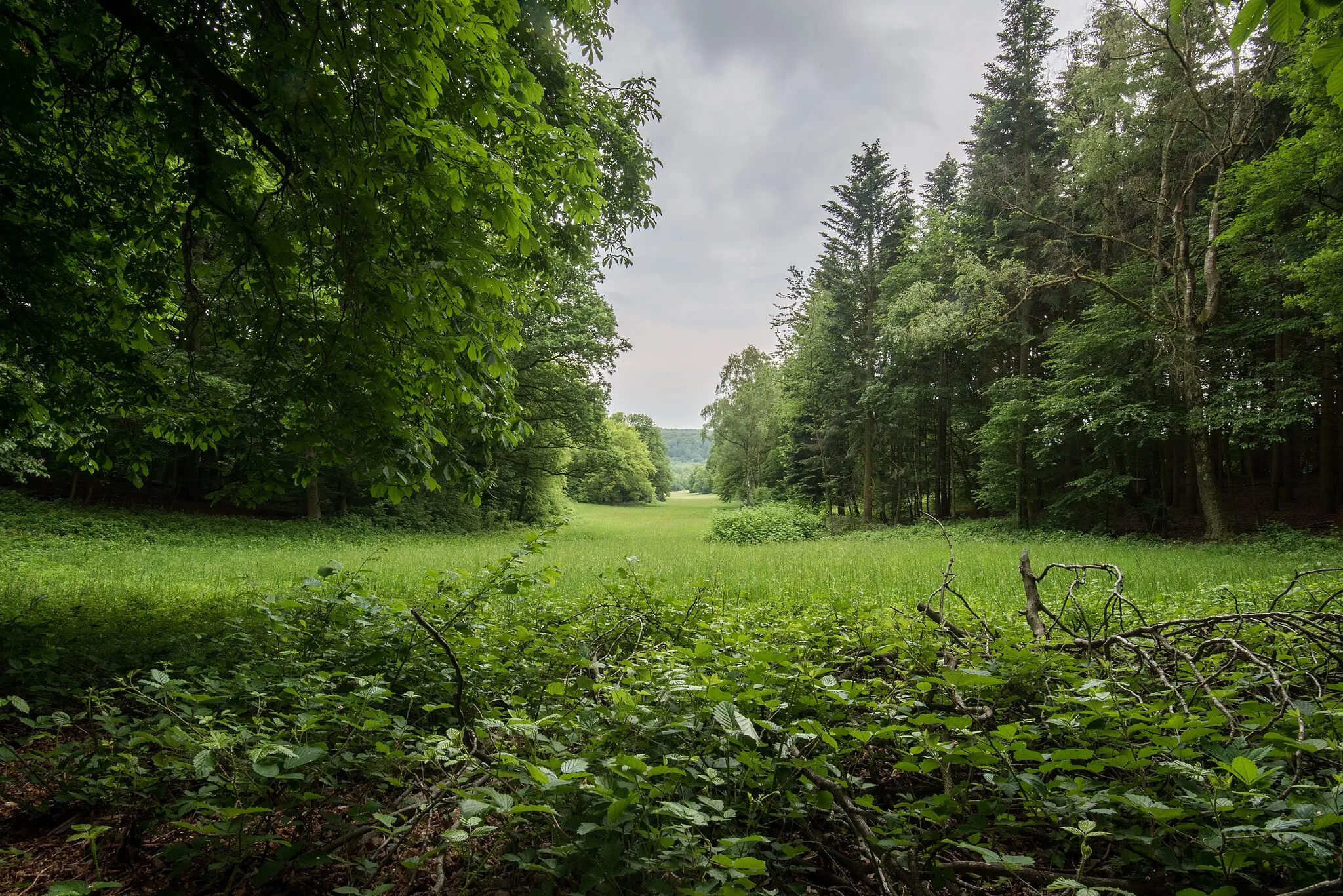 Photo showing: Green blossoming meadow at Neroberg, Wiesbaden, Hesse, Germany