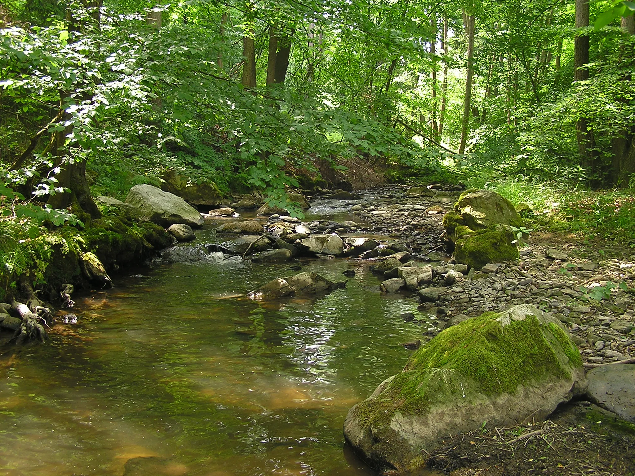 Photo showing: The Erlenbach, tributary of the Nidda, near Friedrichsdorf