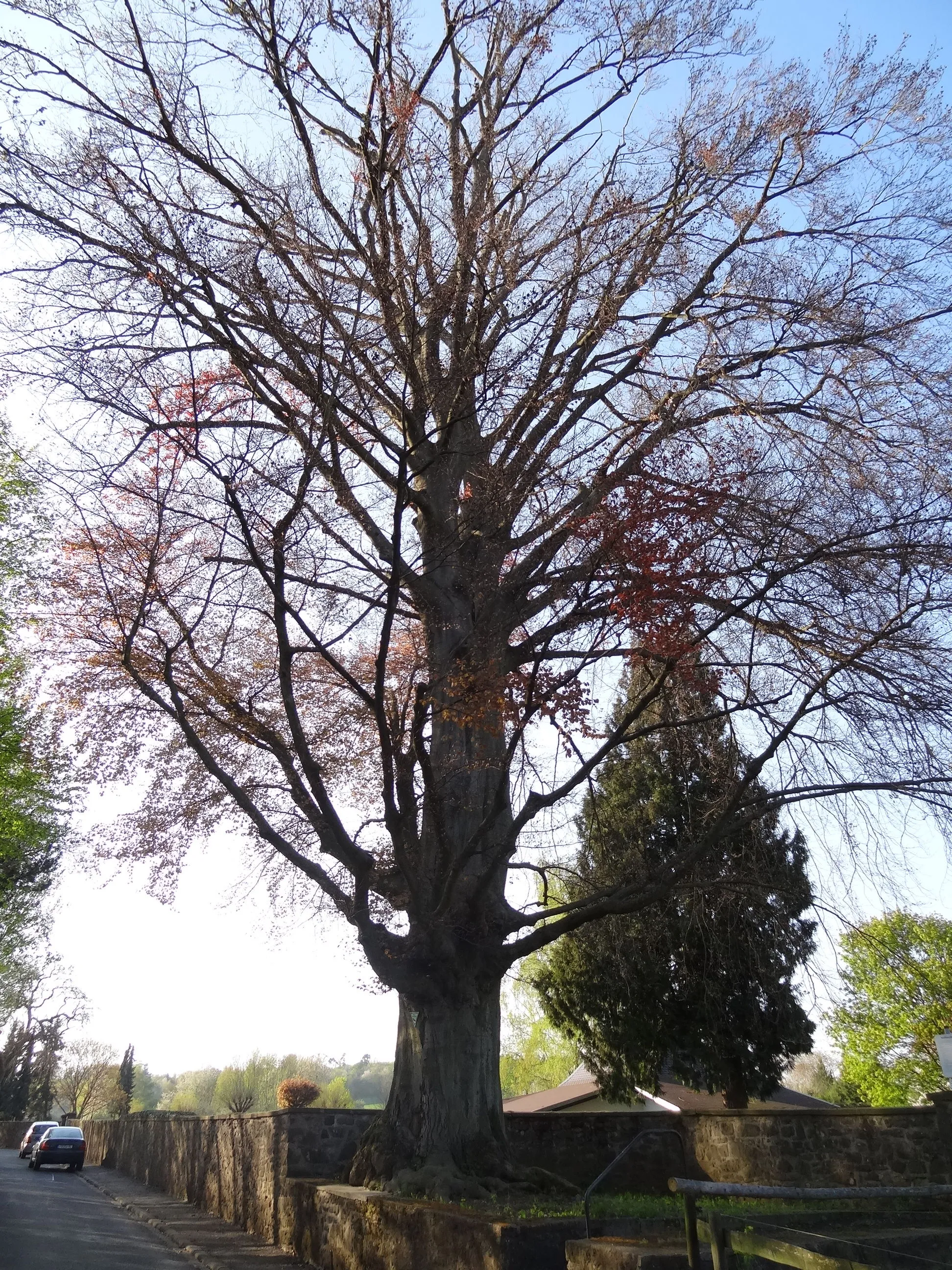 Photo showing: Blutbuche auf dem Friedhof (Geiß-Nidda)