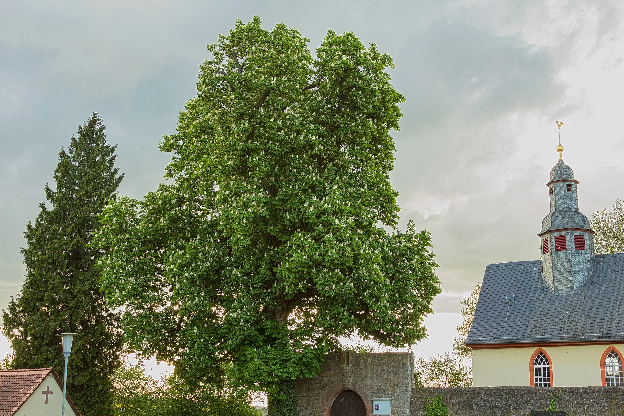 Photo showing: Büdingen-Aulendiebach, Rosskastanie links (westlich) des Friedhofs. Schutzgrund: Einzelbaum, schöner Wuchs, hohes Alter. Naturdenkmal Nr. 440.002