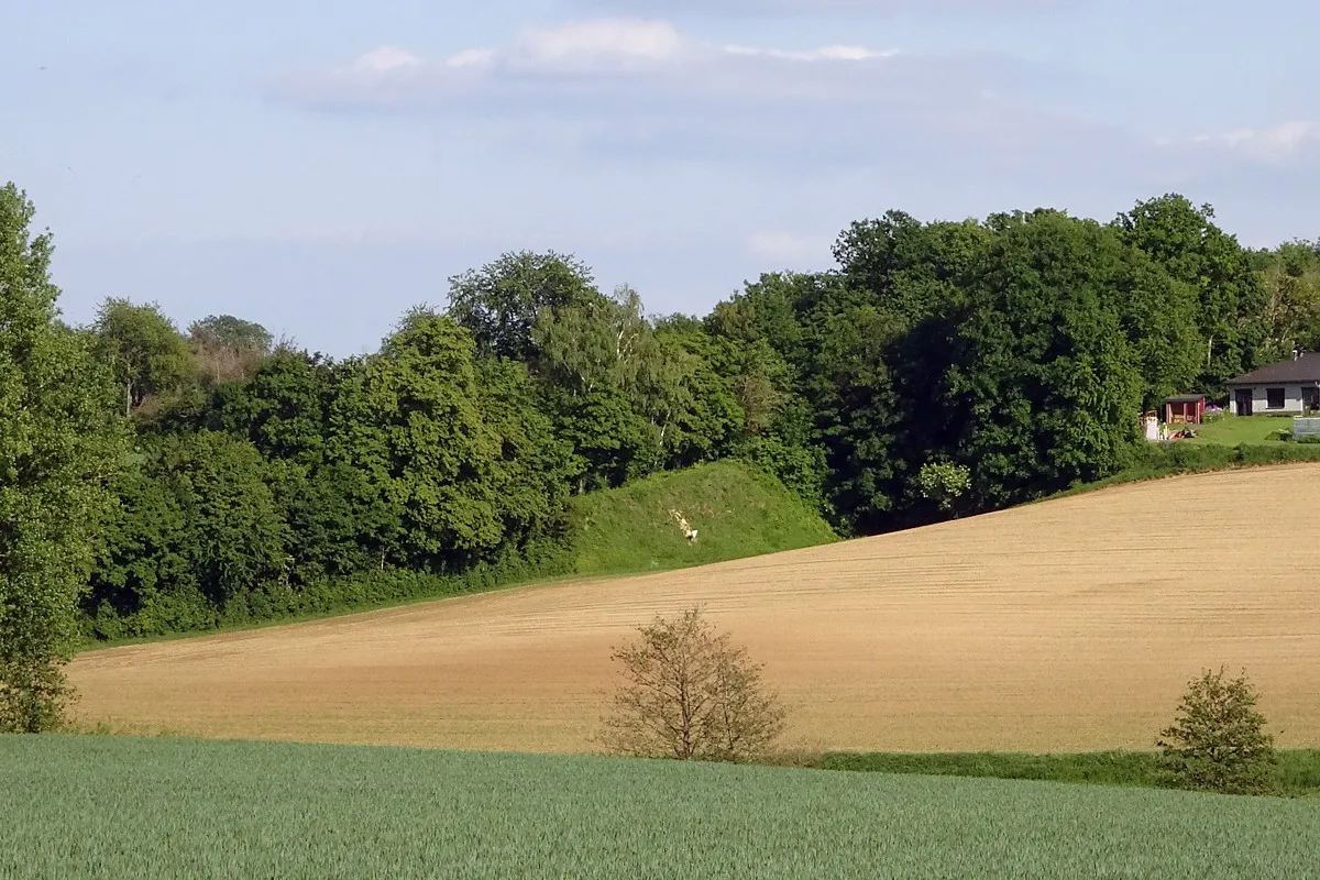 Photo showing: Natural monument "Lösswand am Fußpfad Bahnhof Georgenhausen-Zeilhard", east of Dilshofen. (Reinheim, Landkreis Darmstadt-Dieburg, Hesse, Germany)