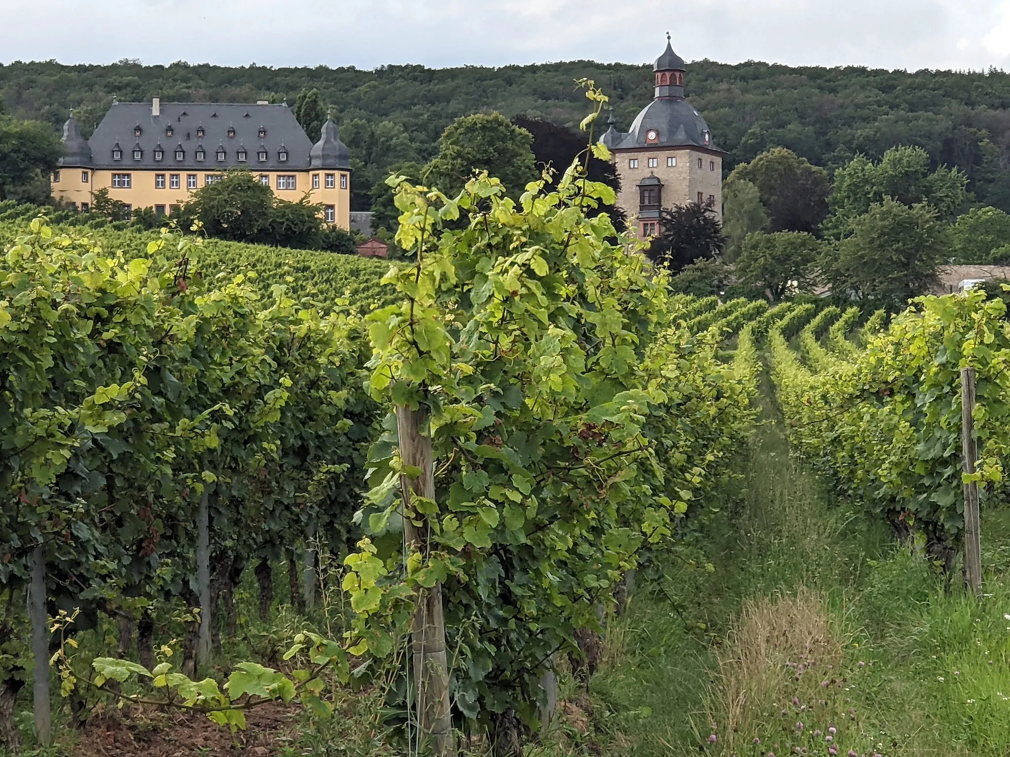 Photo showing: Vollrads castle in Oestrich-Winkel