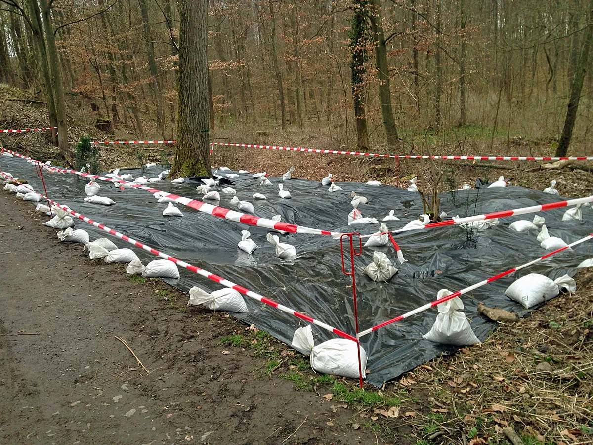 Photo showing: Versuch der Bekämpfung des Japanischen Staudenknöterichs im Stadtwald von Bad Vilbel (Wetterau) im März 2013.