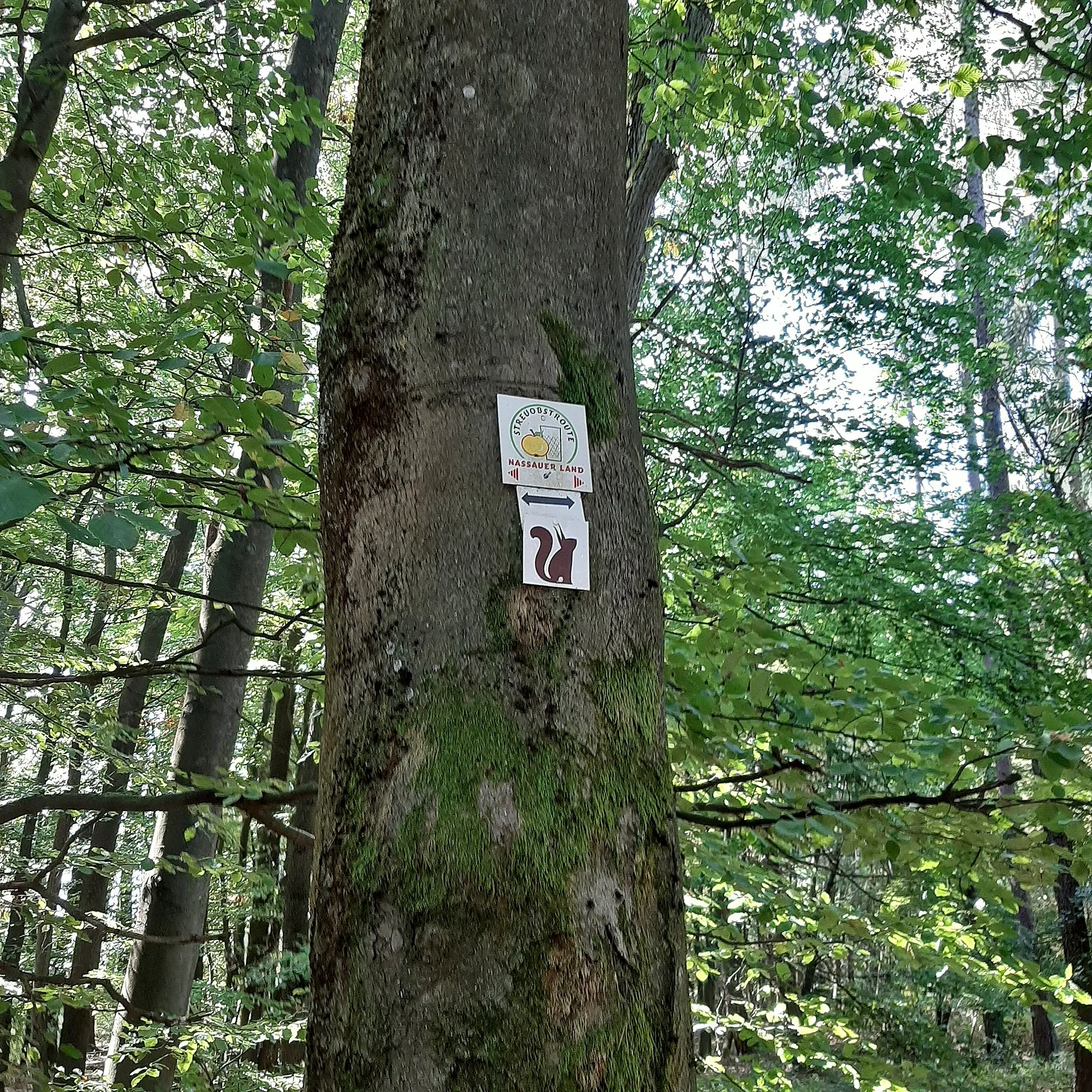 Photo showing: Wegmarkierung des Naturparks Rhein-Taunus und der Streuobstroute Nassauer Land bei Niedernhausen im Taunus.