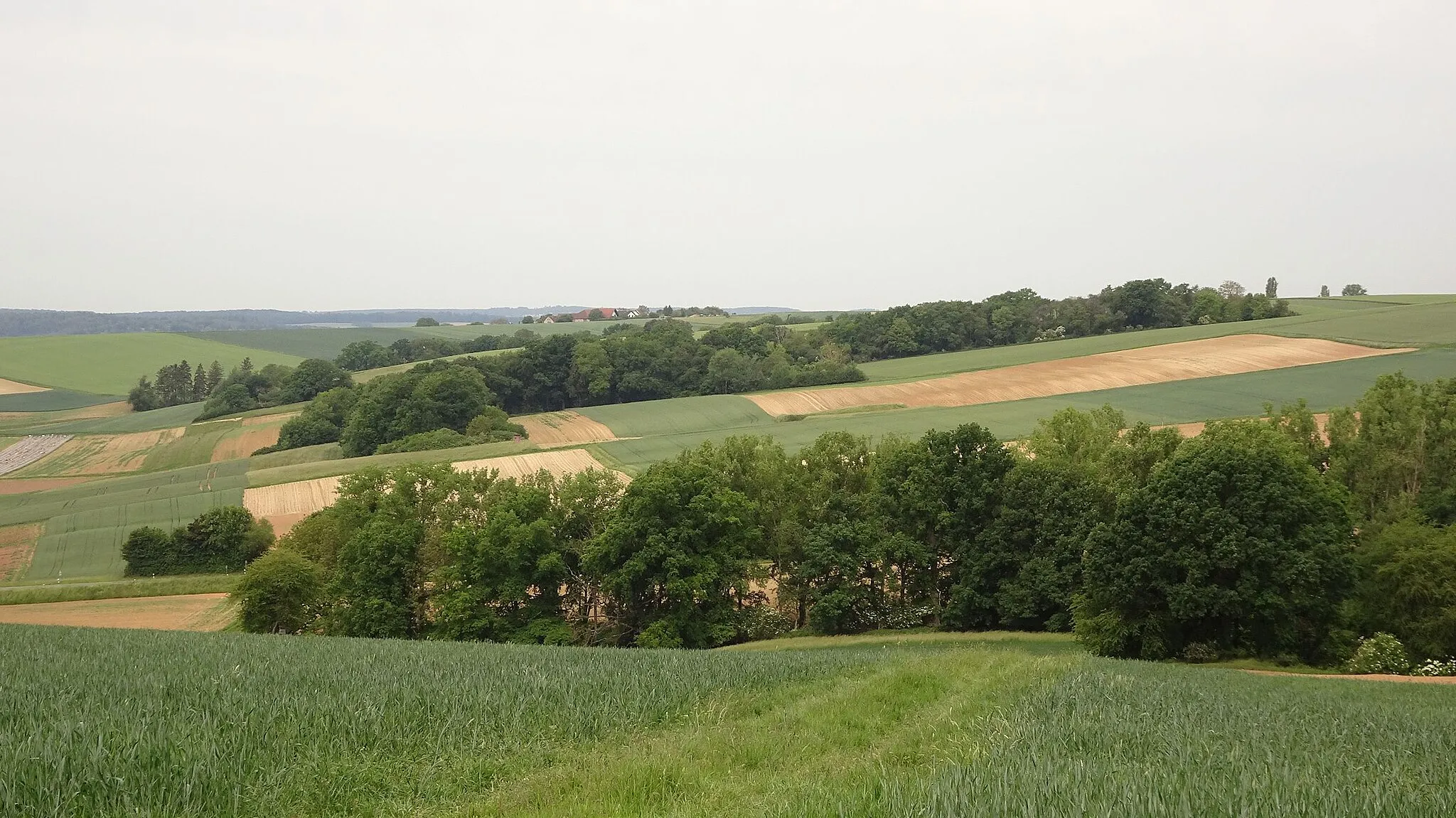 Photo showing: Natural monuments "Hohl Halde" (in front) and "Hohl Griesbusch" (behind) (Otzberg, Landkreis Darmstadt-Dieburg, Hesse, Germany). In the left background the natural monument "Hohl Mordkaute" and the hamlet Hundertmorgen.