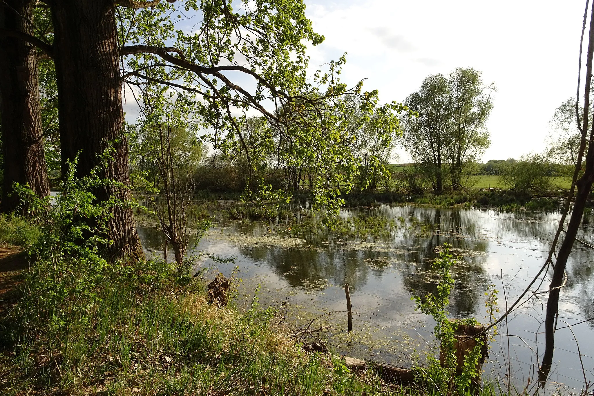 Photo showing: Nature reserve "Scheelhecke von Groß-Zimmern"  (NSG:HE-1432008), open water, fenced for pasture. Landkreis Darmstadt-Dieburg, Hesse, Germany.