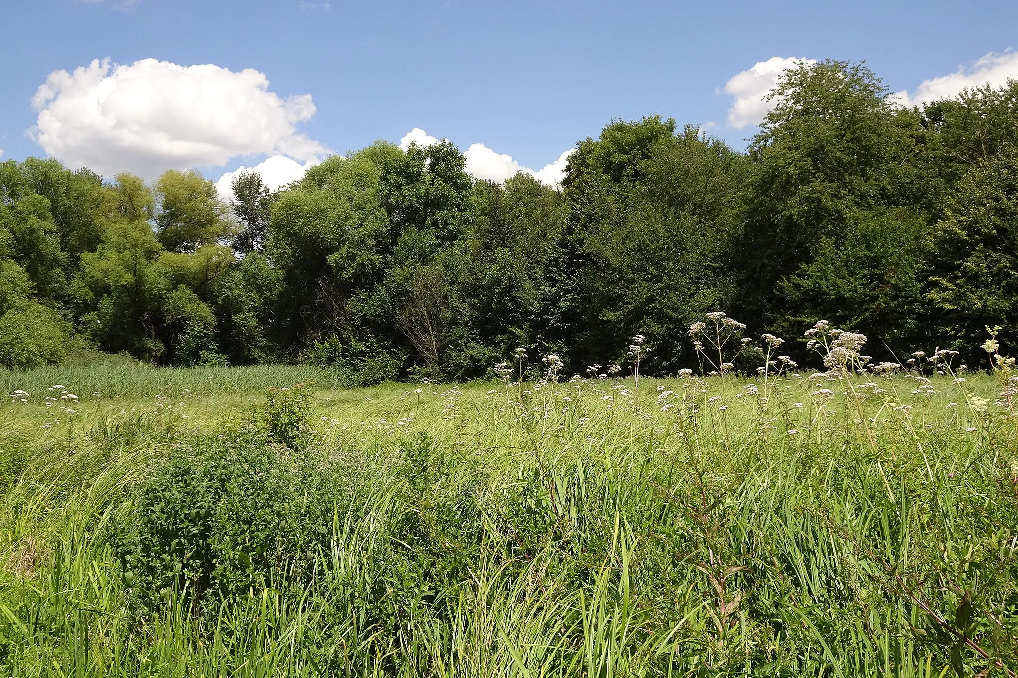 Photo showing: Protected area "Taubensemd von Habitzheim, Semd und Groß-Umstadt" (Landkreis Darmstadt-Dieburg, Hesse, Germany).